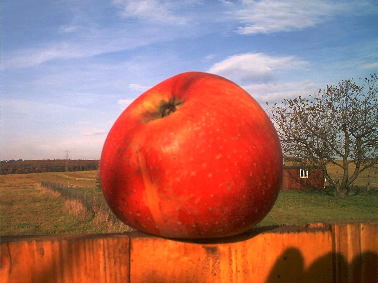 Red Apple 2003...