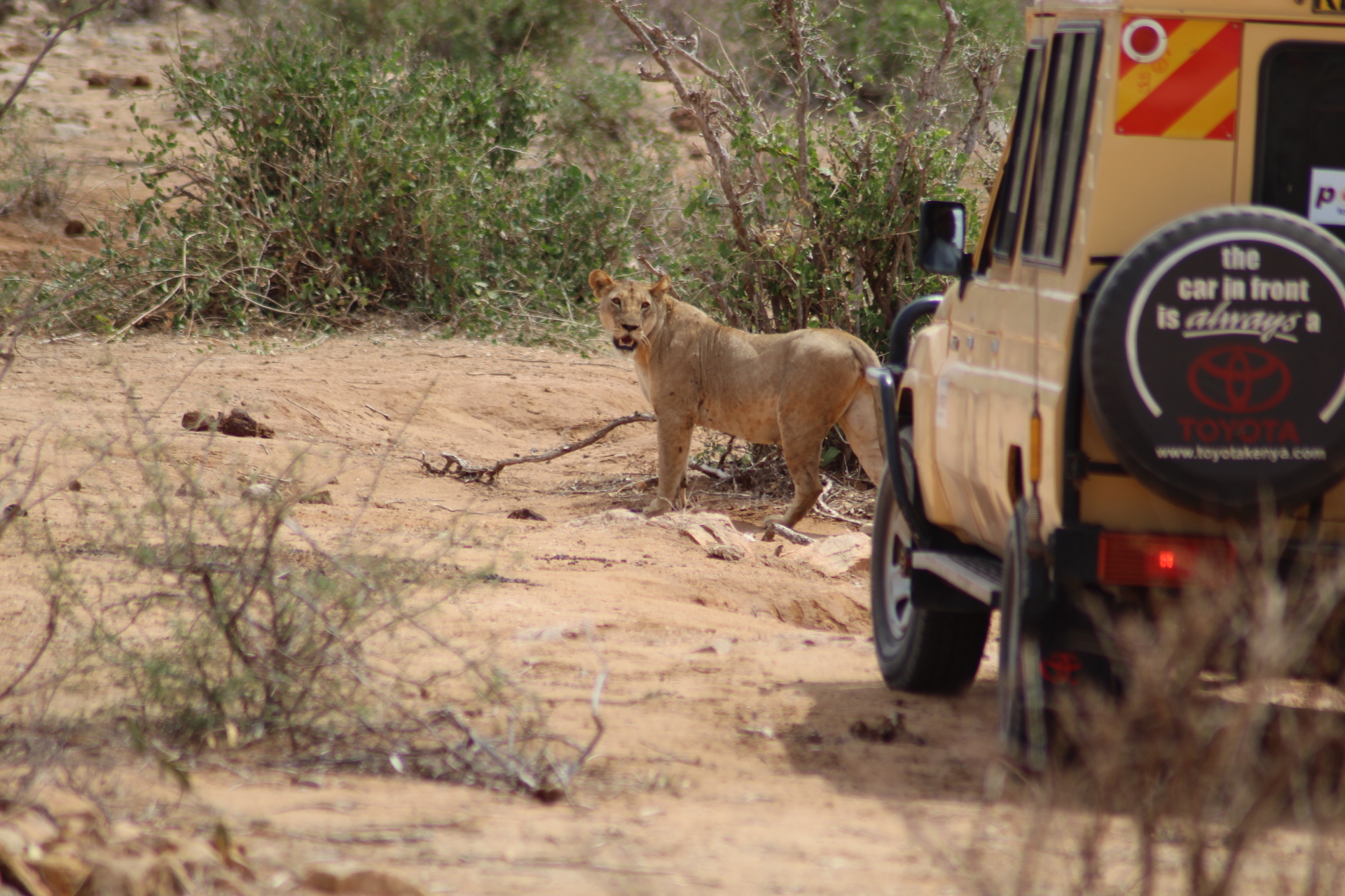 Leonessa Vs Jeep...