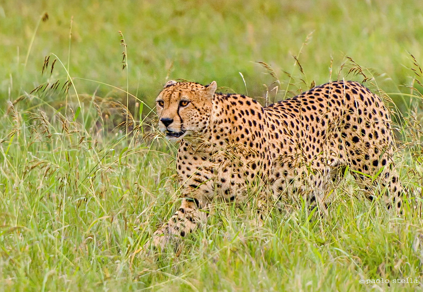 Walking cheetah...