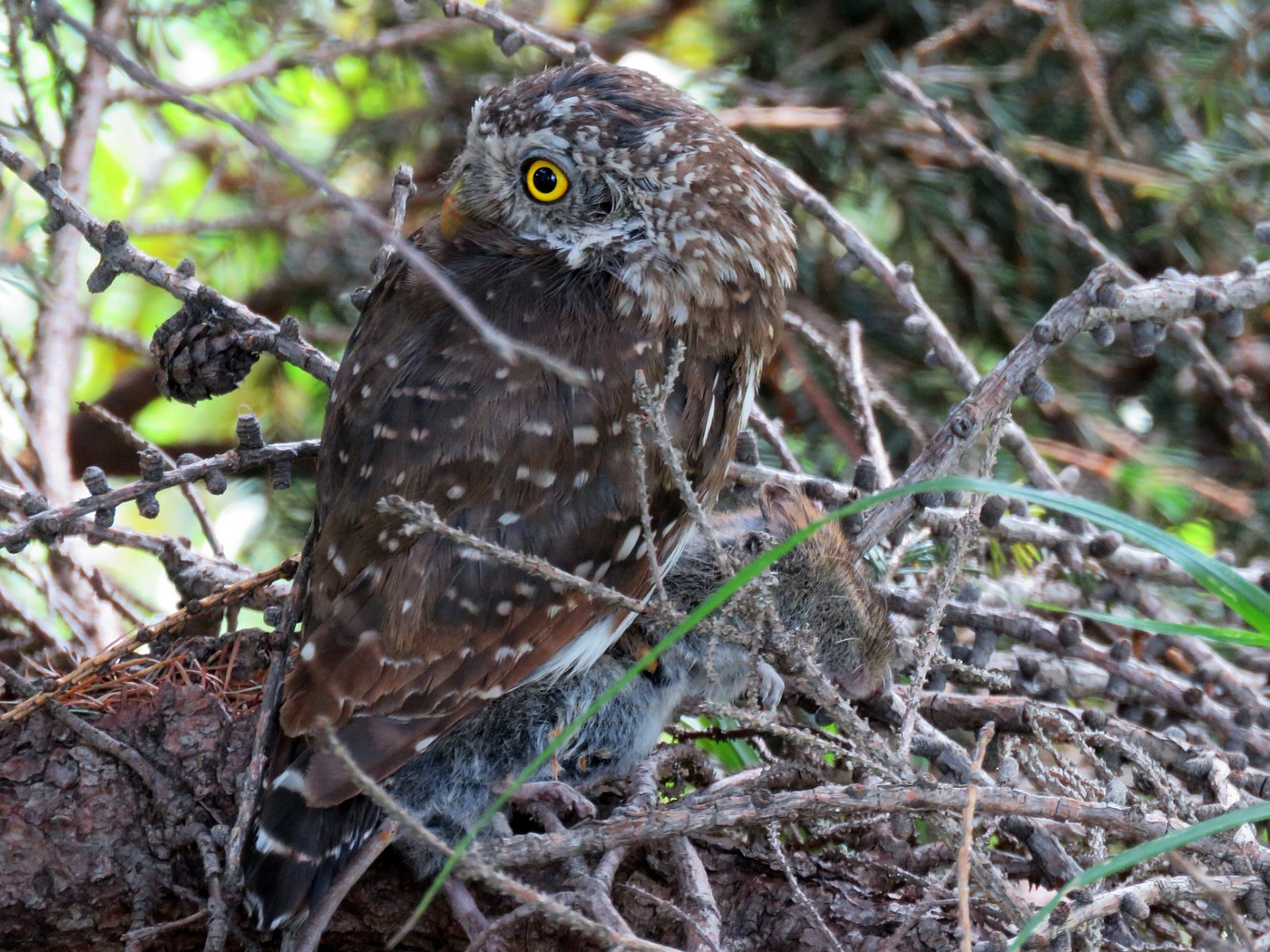 Glaucidium passerinum...