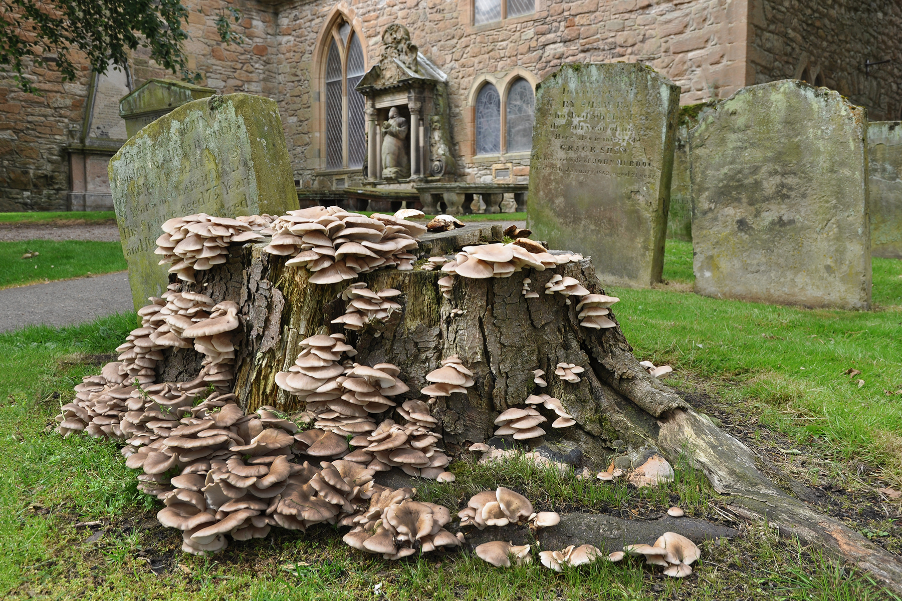 Scotland Mushrooms at Ayr Church...