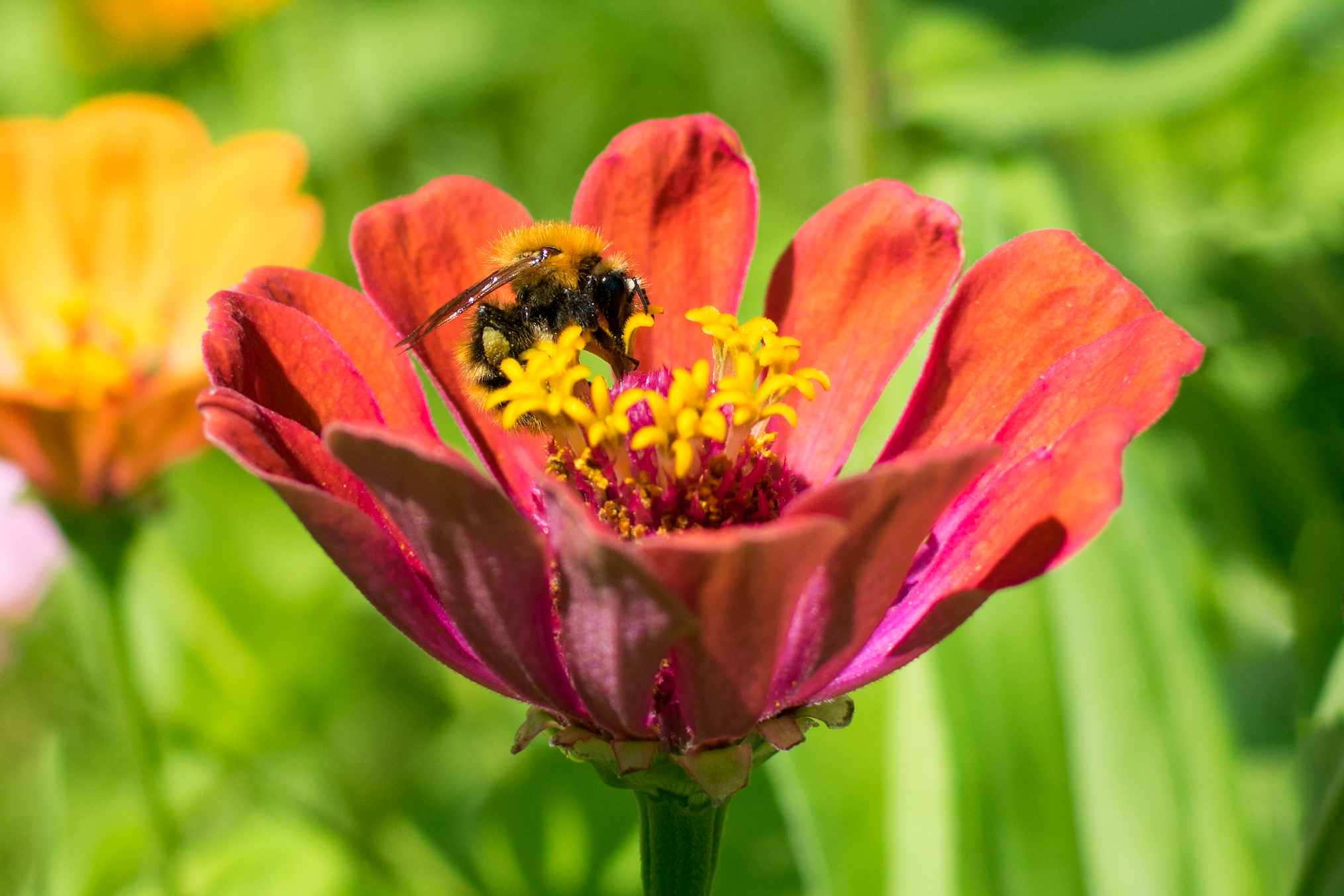 Bee...