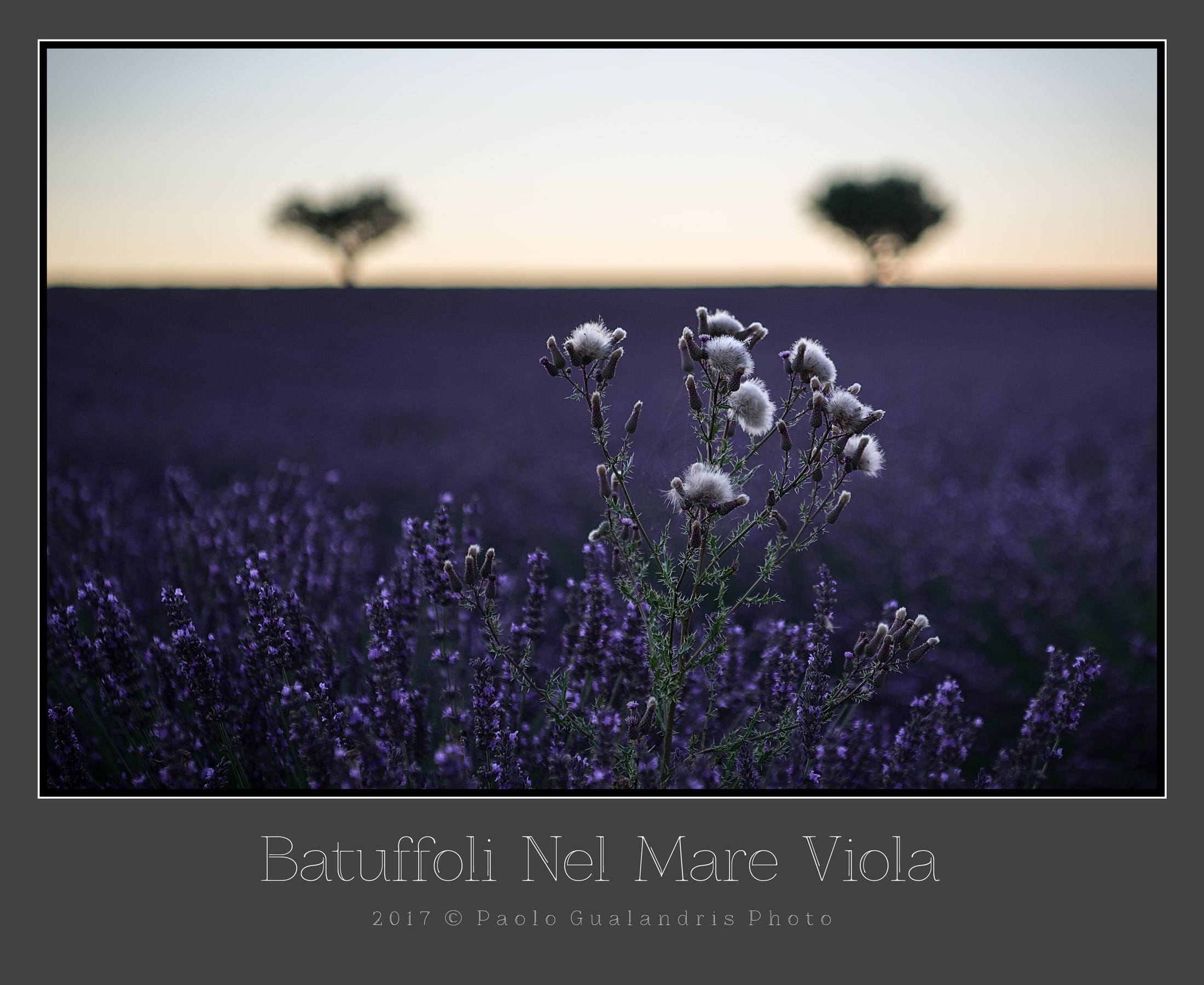 Batuffoli In A Purple Sea...