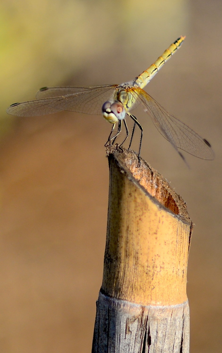 Dragonfly...