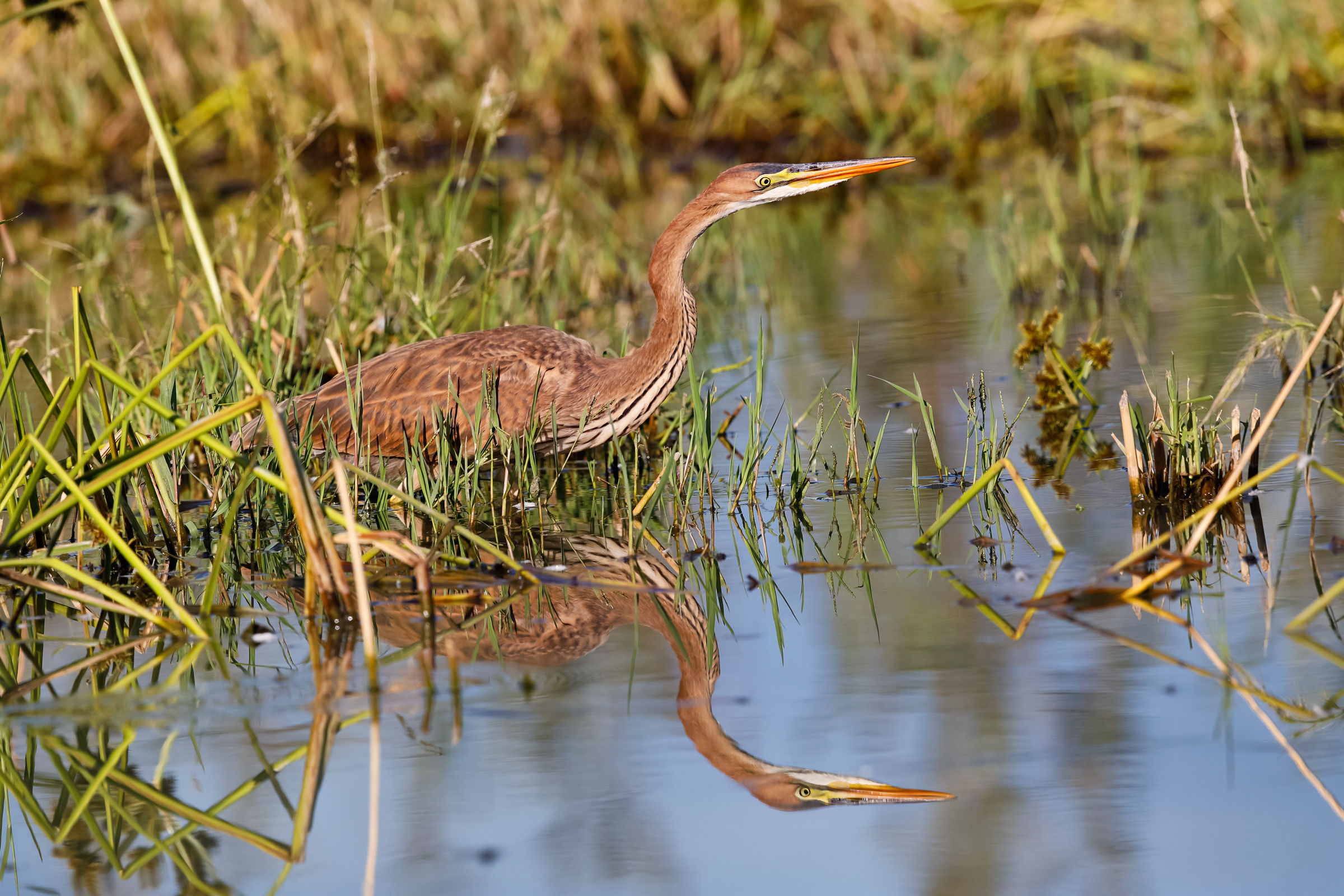 Red Heron in hunting...
