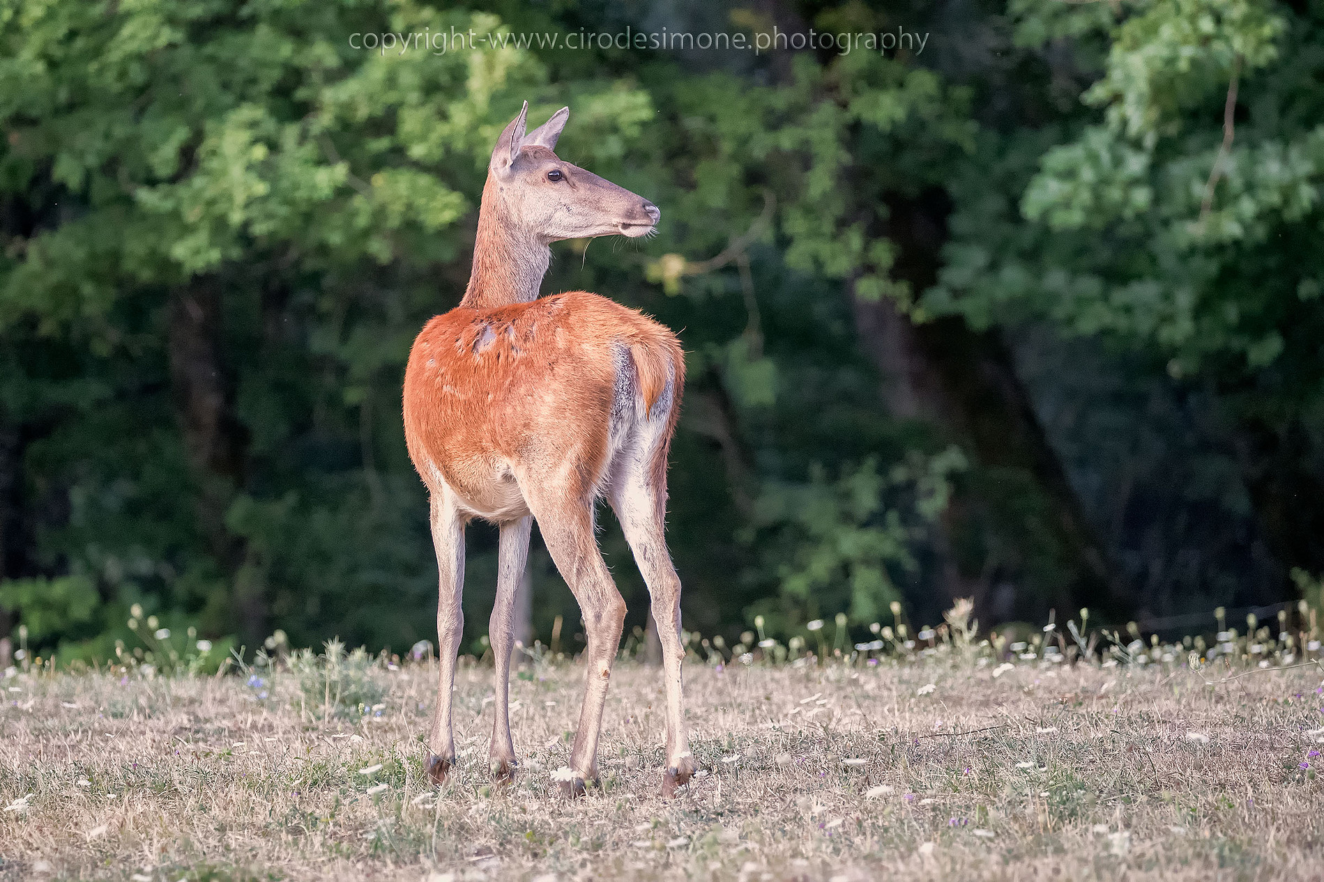Noble Deer Female...