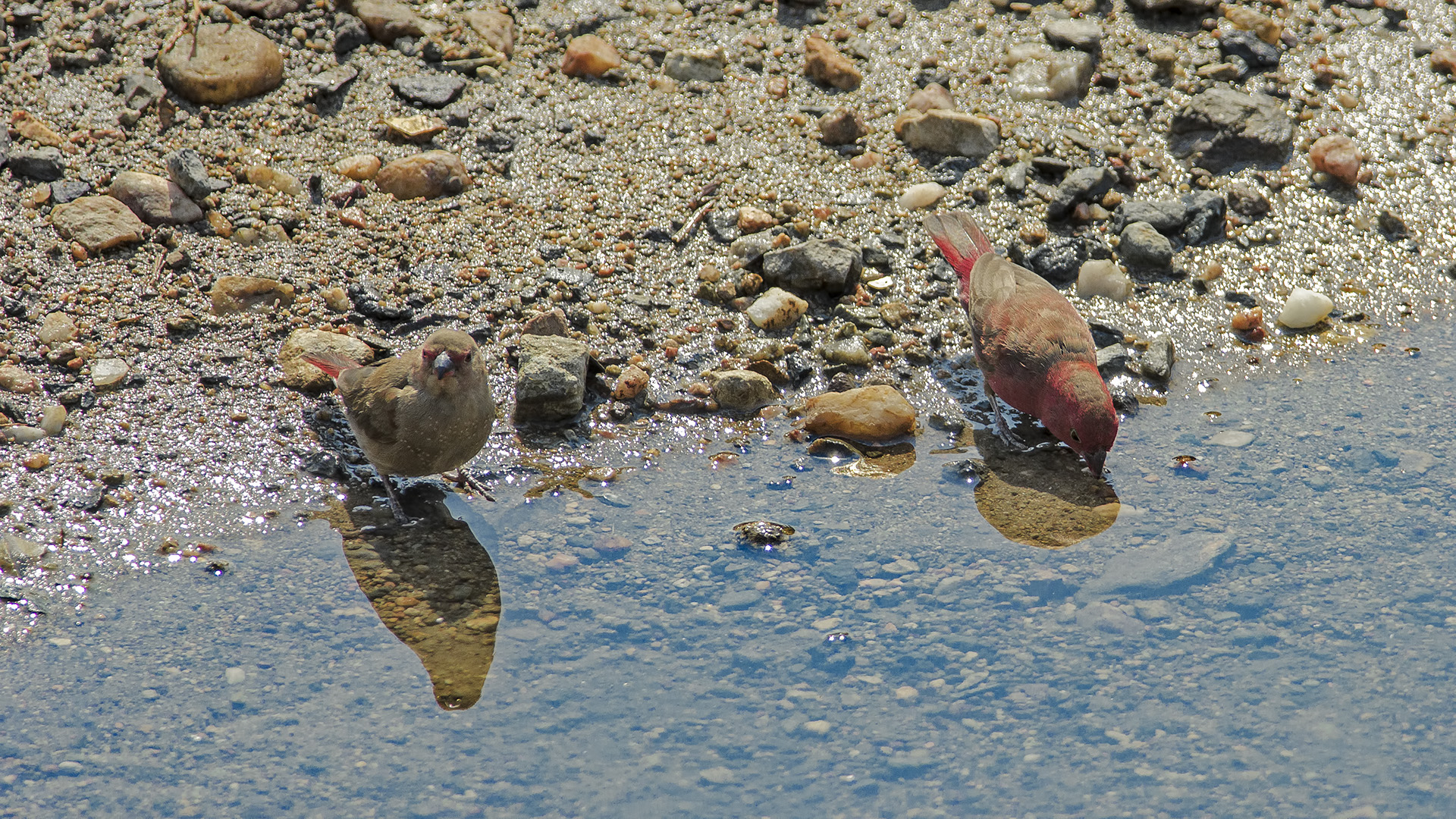 Red-billed Firefinch (Amaranto beccorosso)...