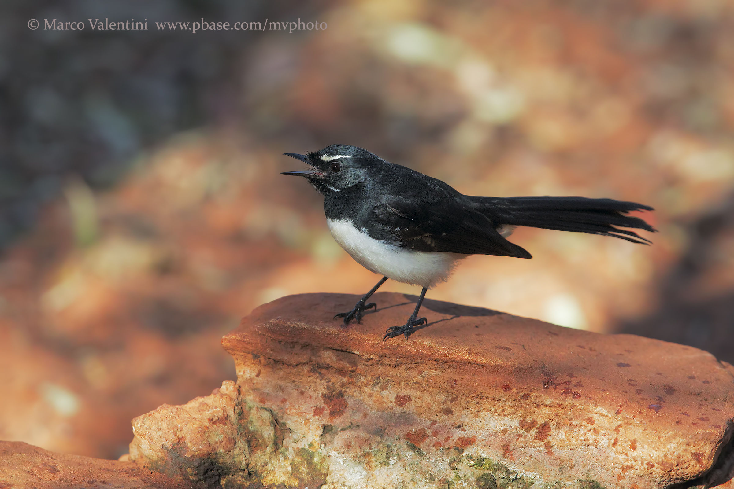 Willie wagtail...