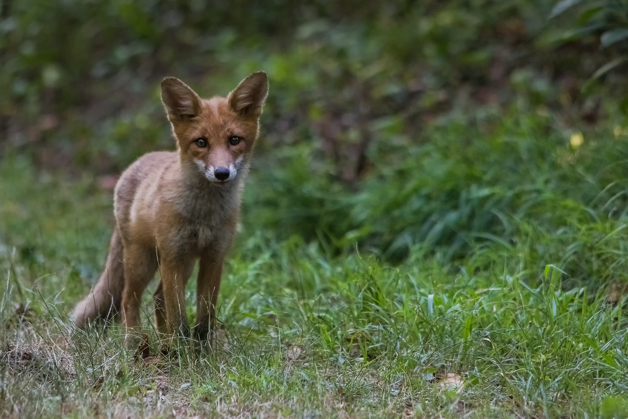 Young Fox...
