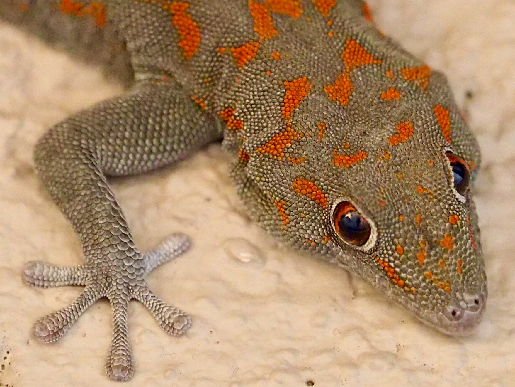 Namibian gecko...