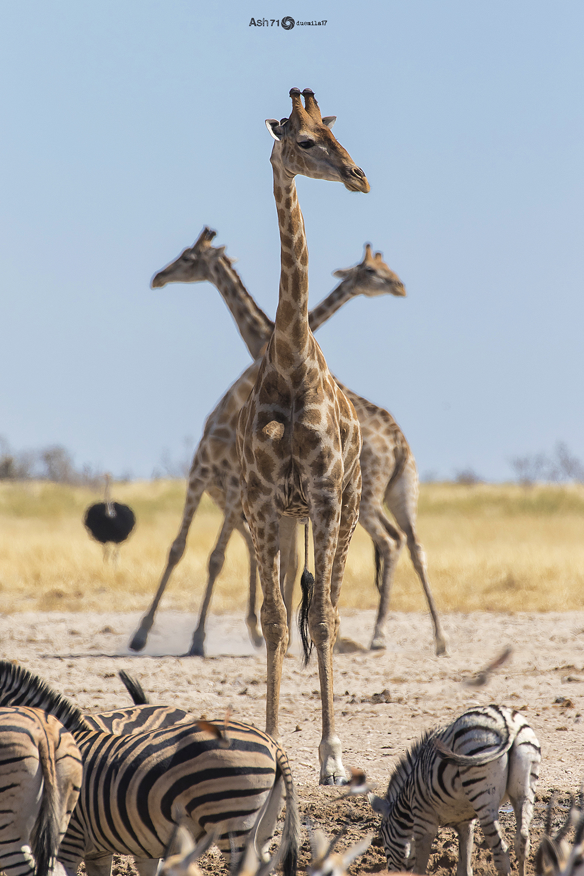 Tris of giraffes...