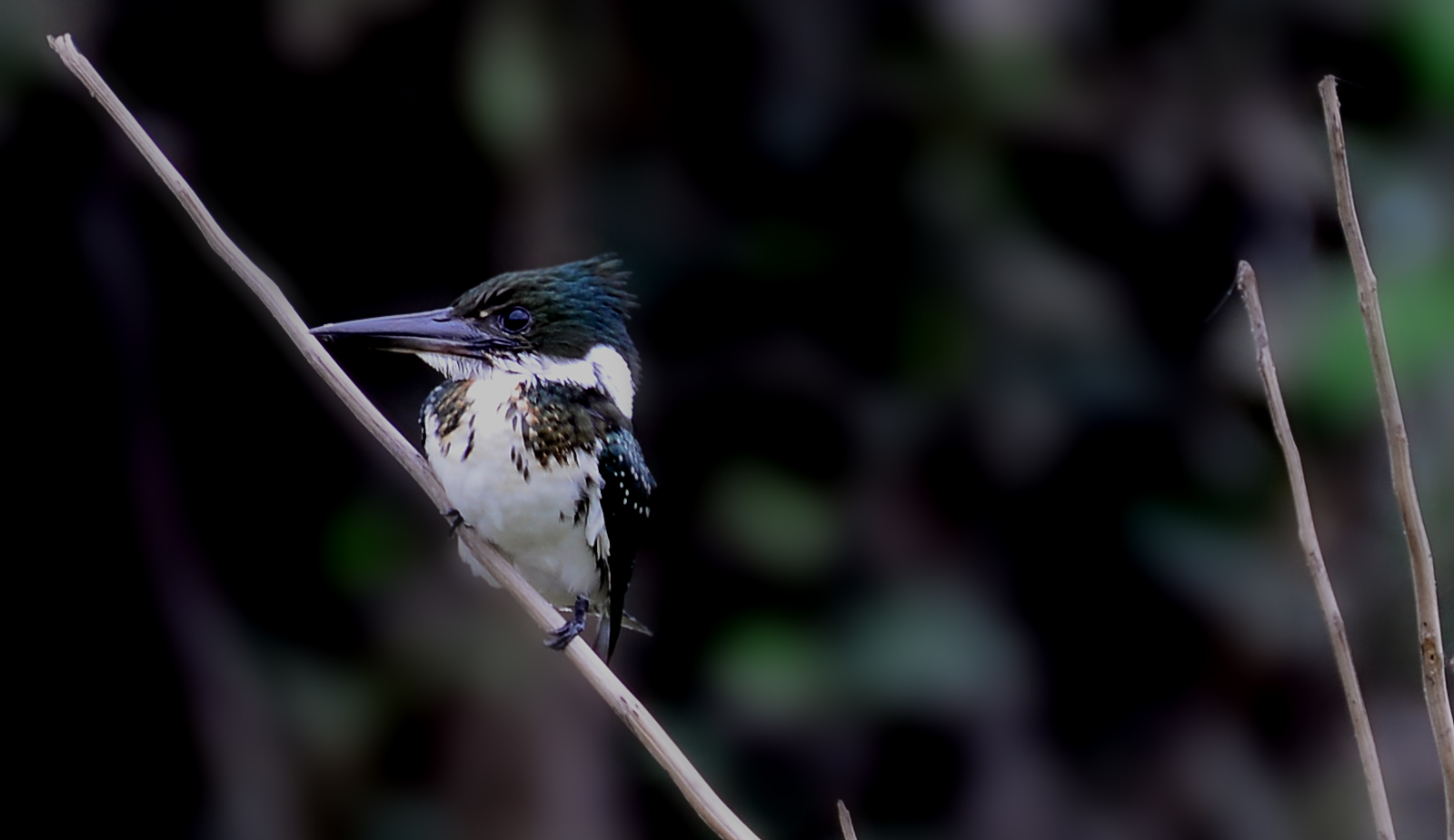 Kingfisher...