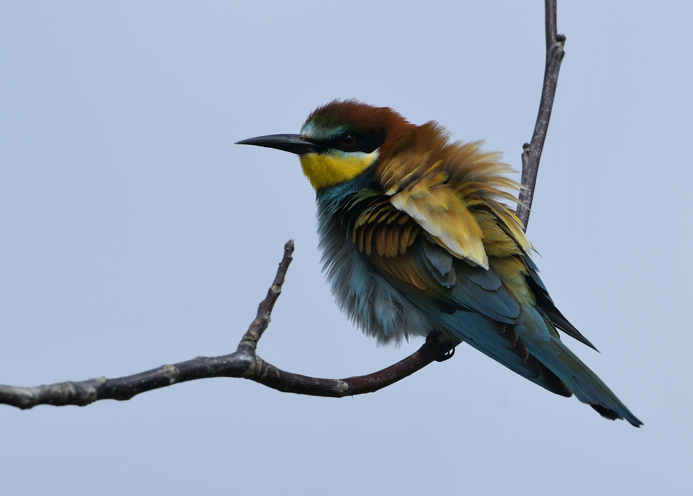 Bee eater...