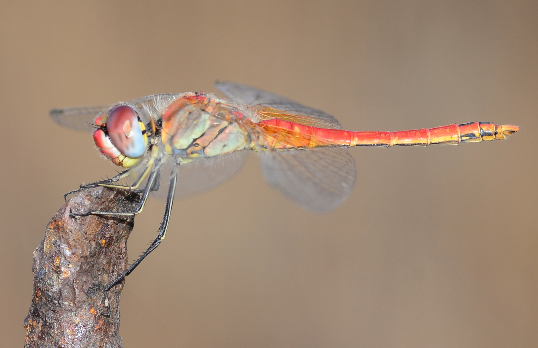 Dragonfly...