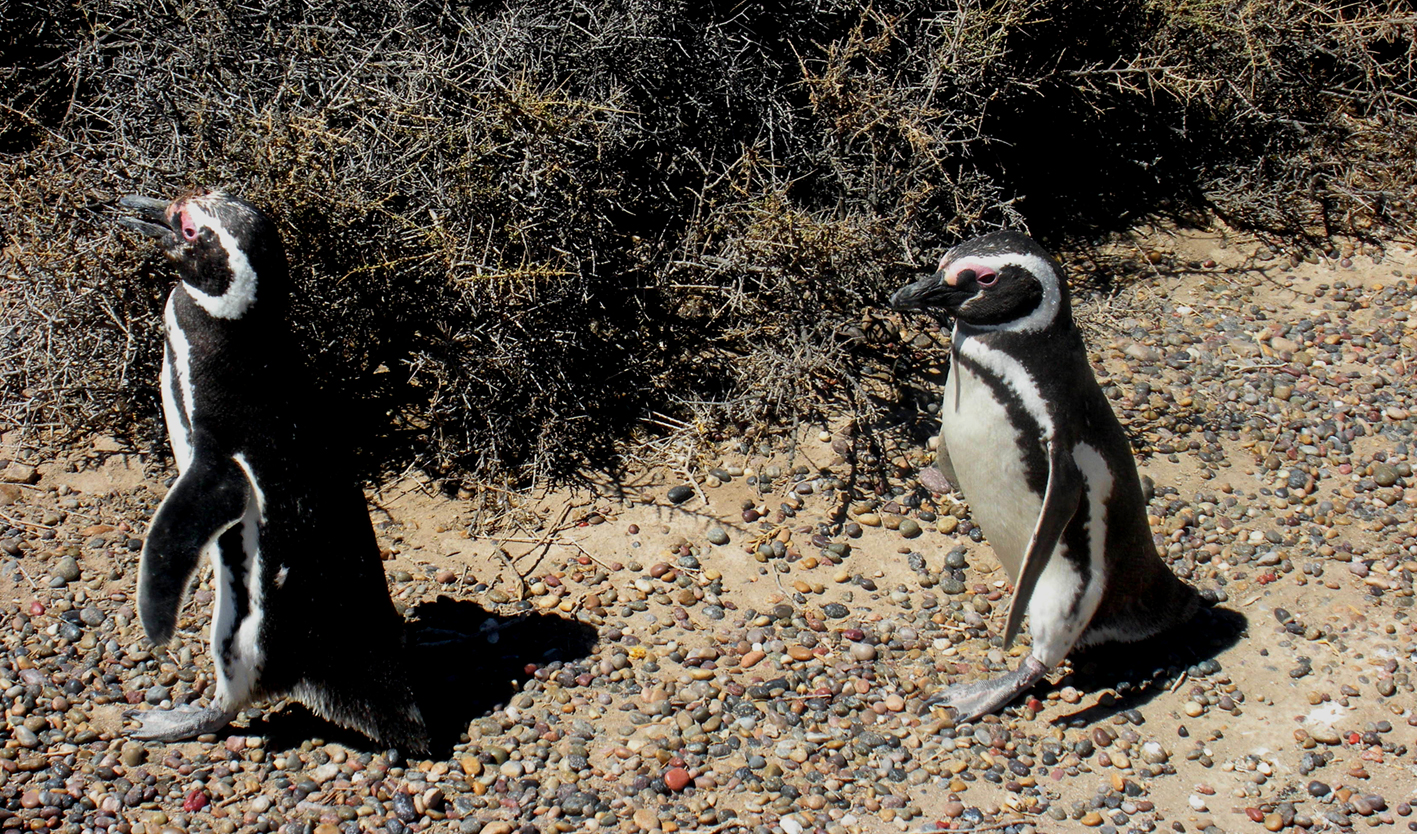 Magellanic Penguins...