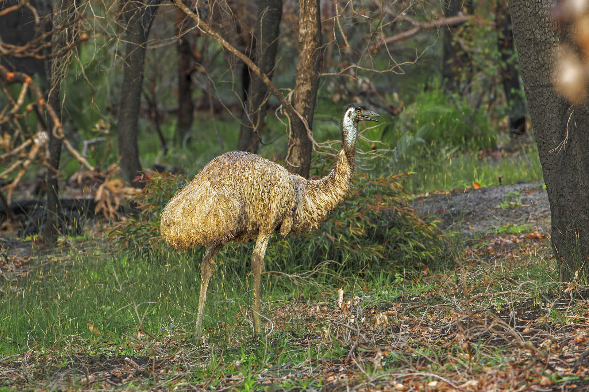 Dromaius novaehollandiae (Southeastern Emu)...