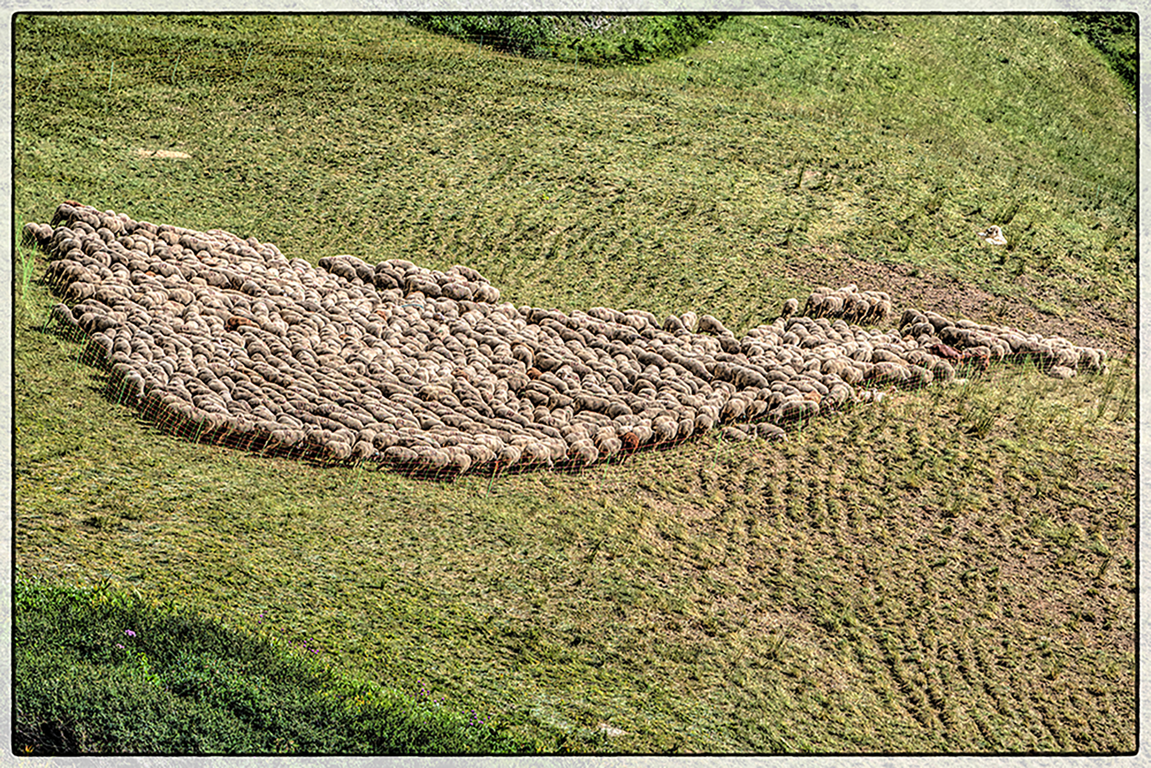 The flock and guardian...