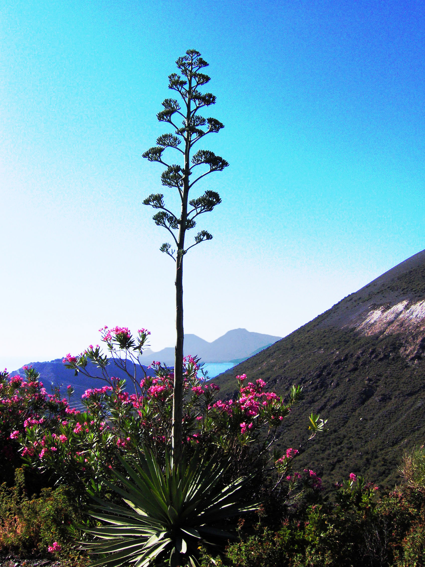 Island of Volcano, agave...
