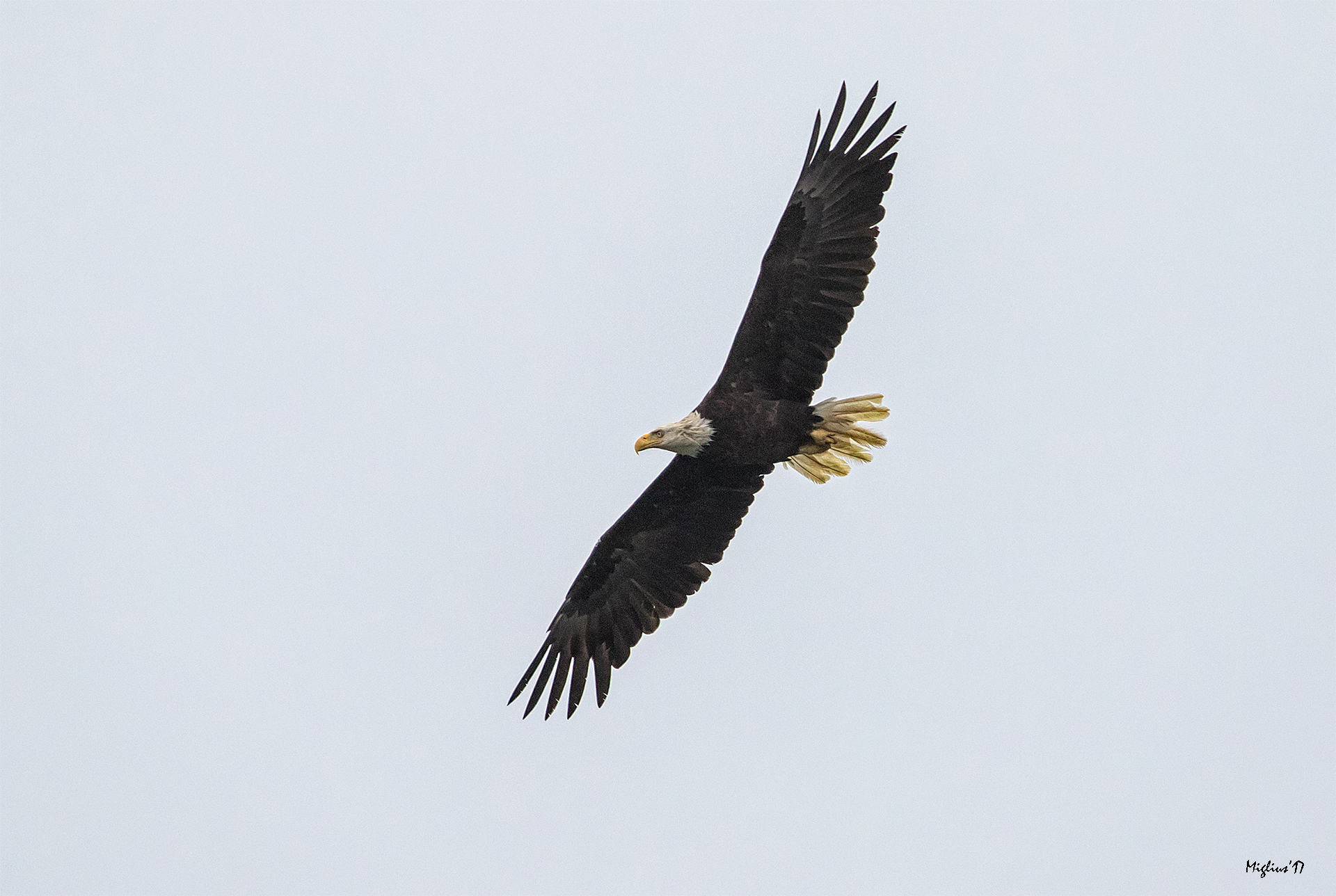American eagle...