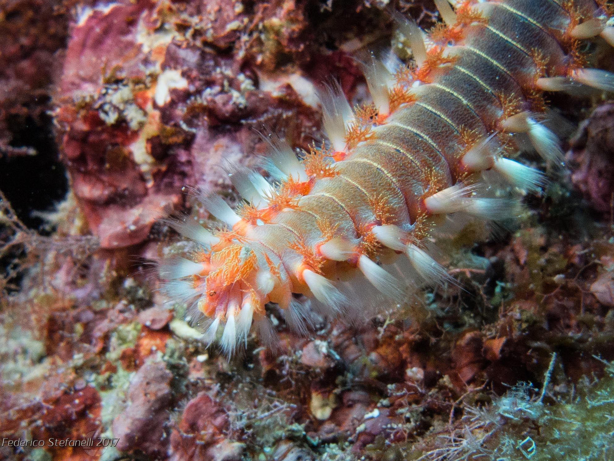 Hermodice carunculata - Porto Badisco (Otranto)...