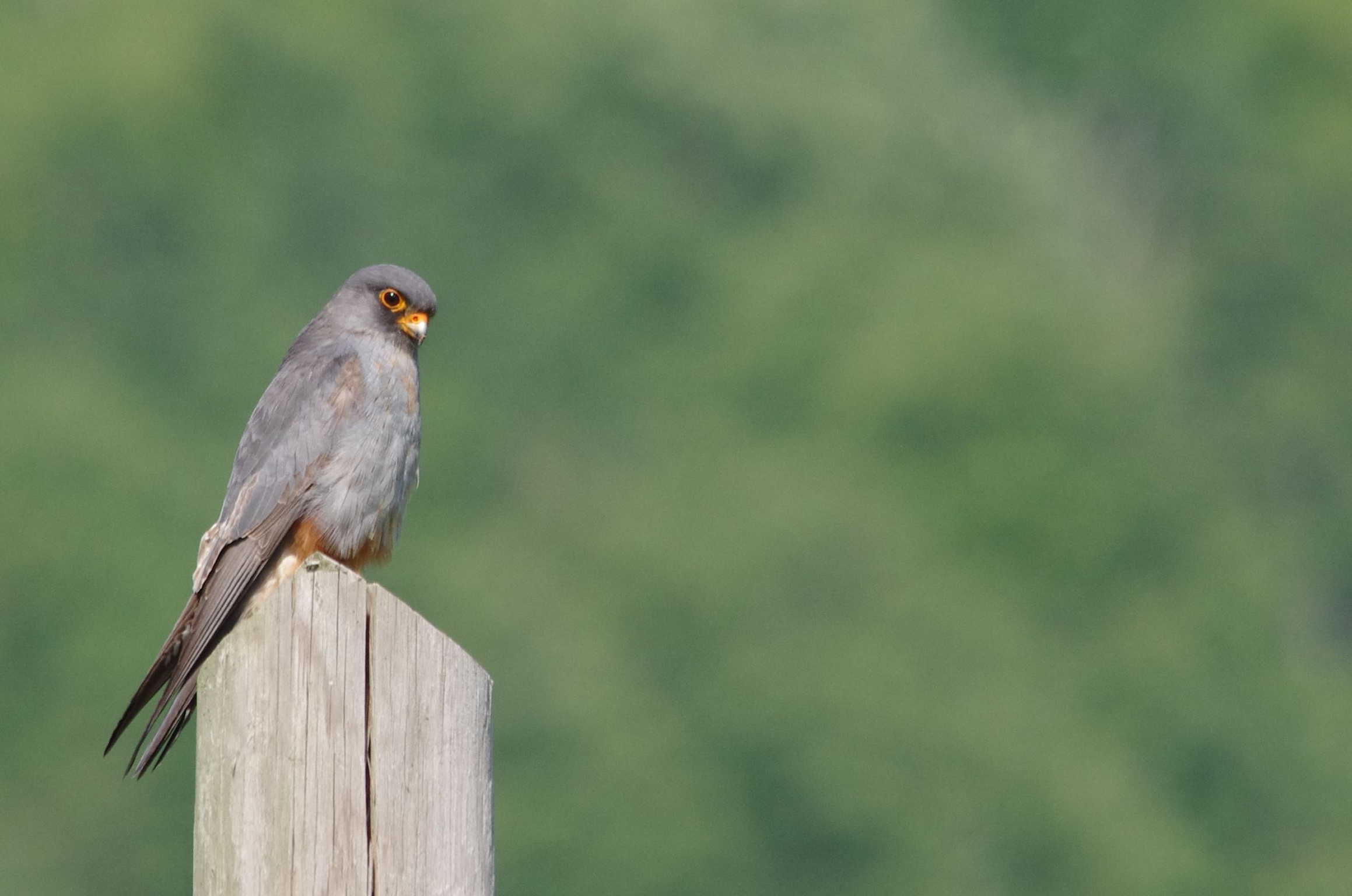 Falcon cuckoo...