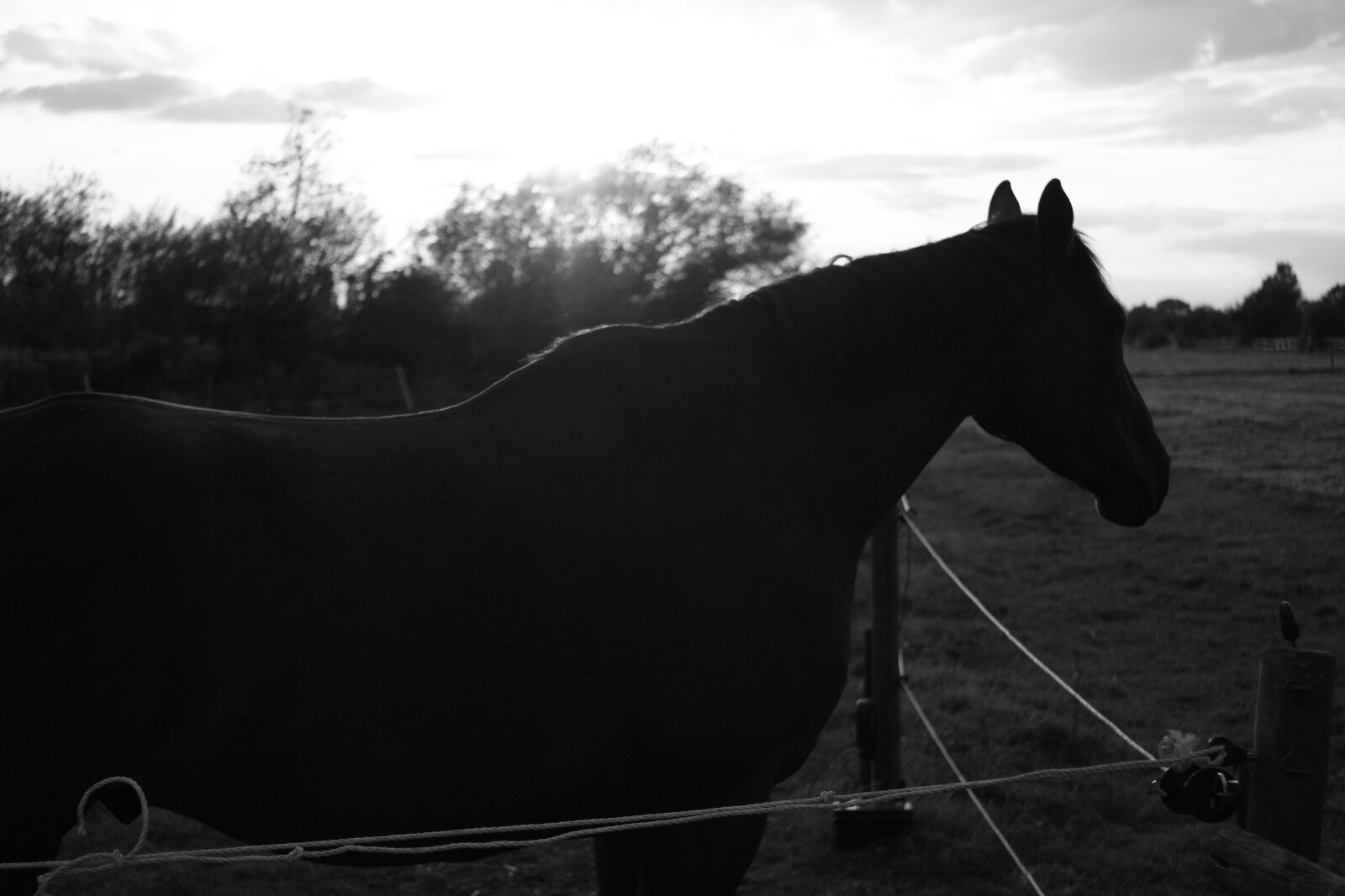 Silhouette del cavallo...