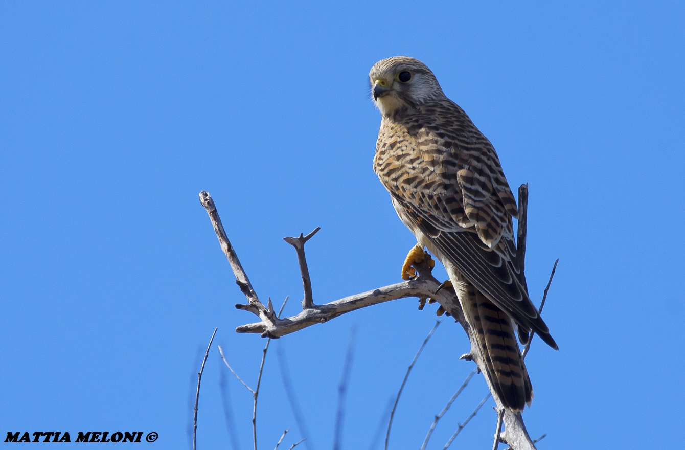 Gheppio - Falco tunniculus...