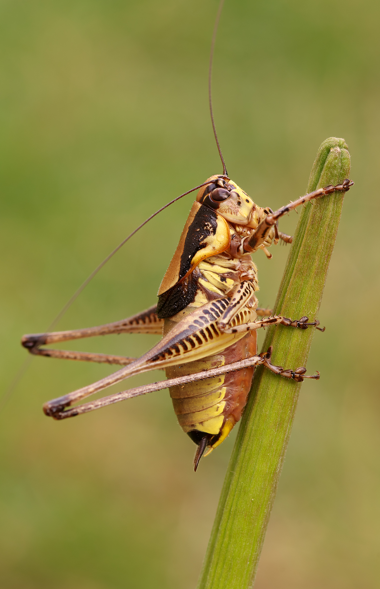 Some croatian grasshopper...