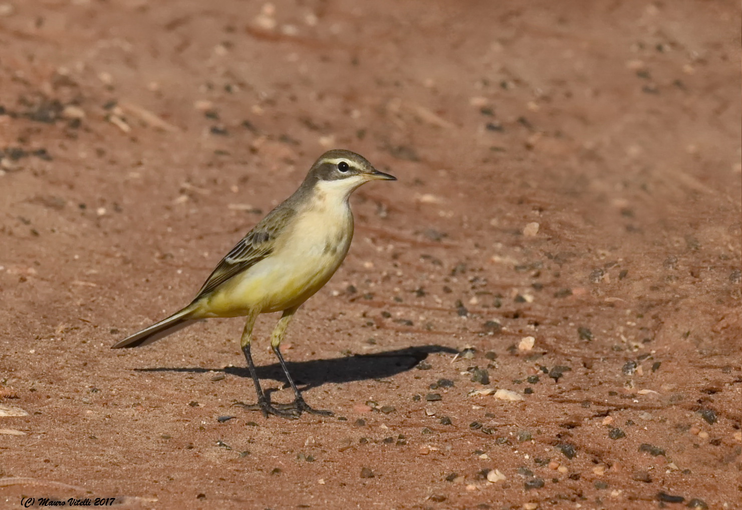 Yellow Wagtail...