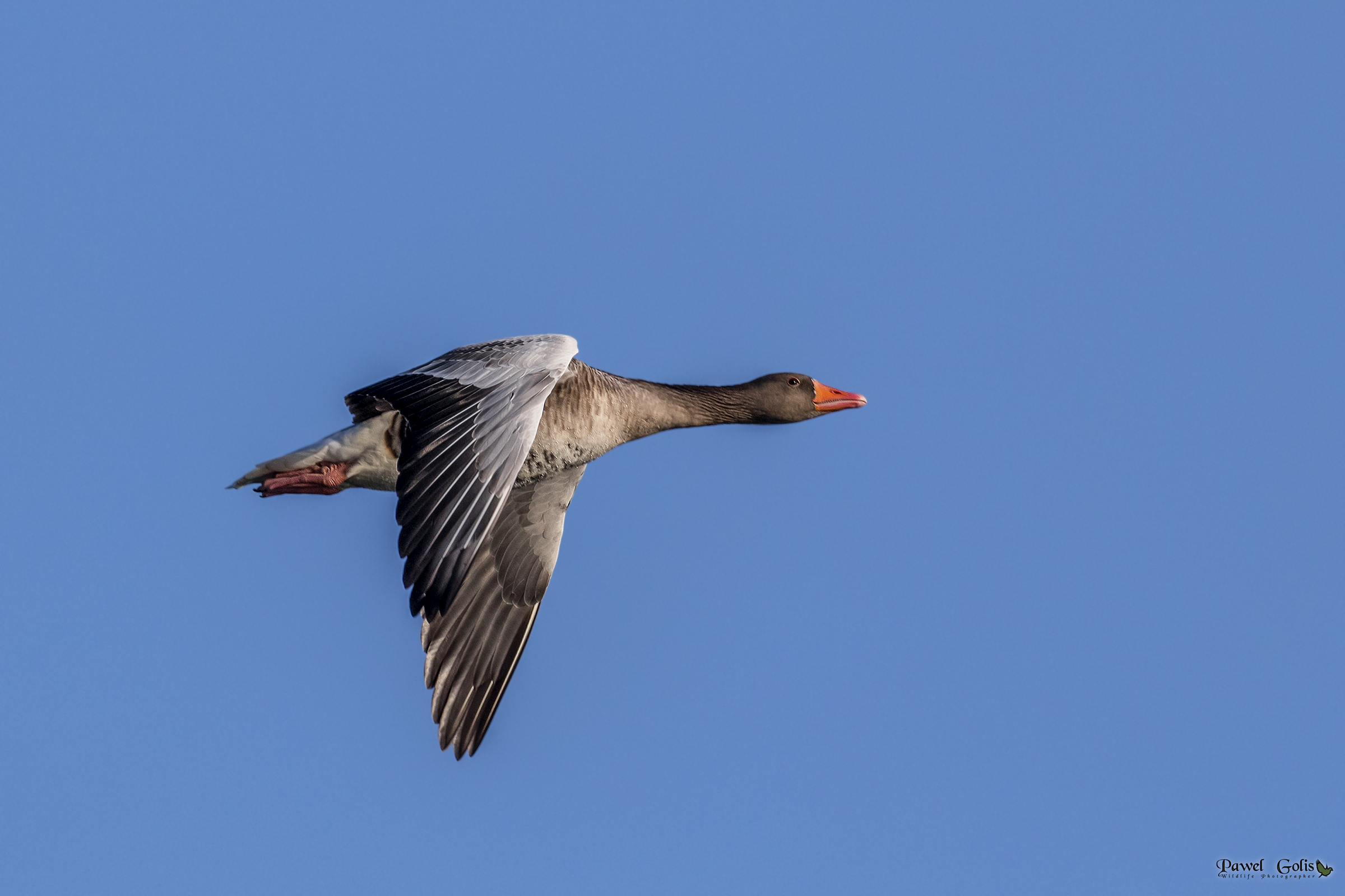 Greylag goose (Anser anser) in fly...