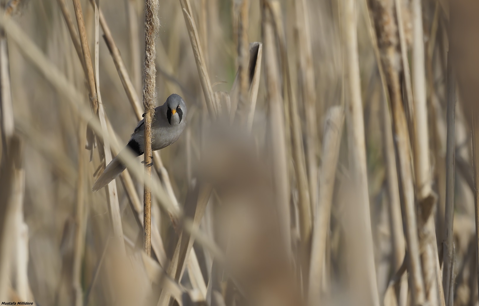 Bearded Reedling ......