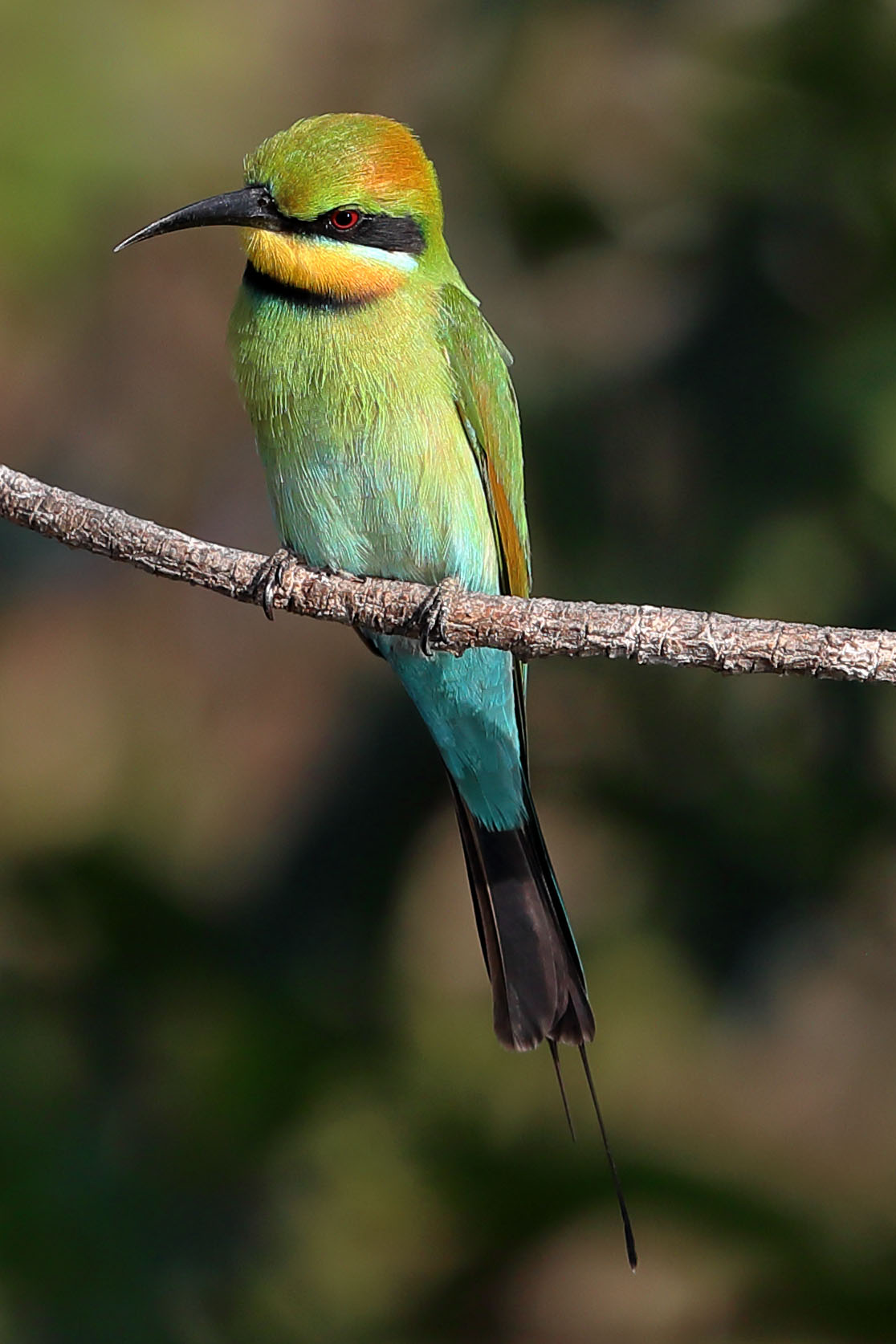 Merops ornatus - Gruccione iridato...