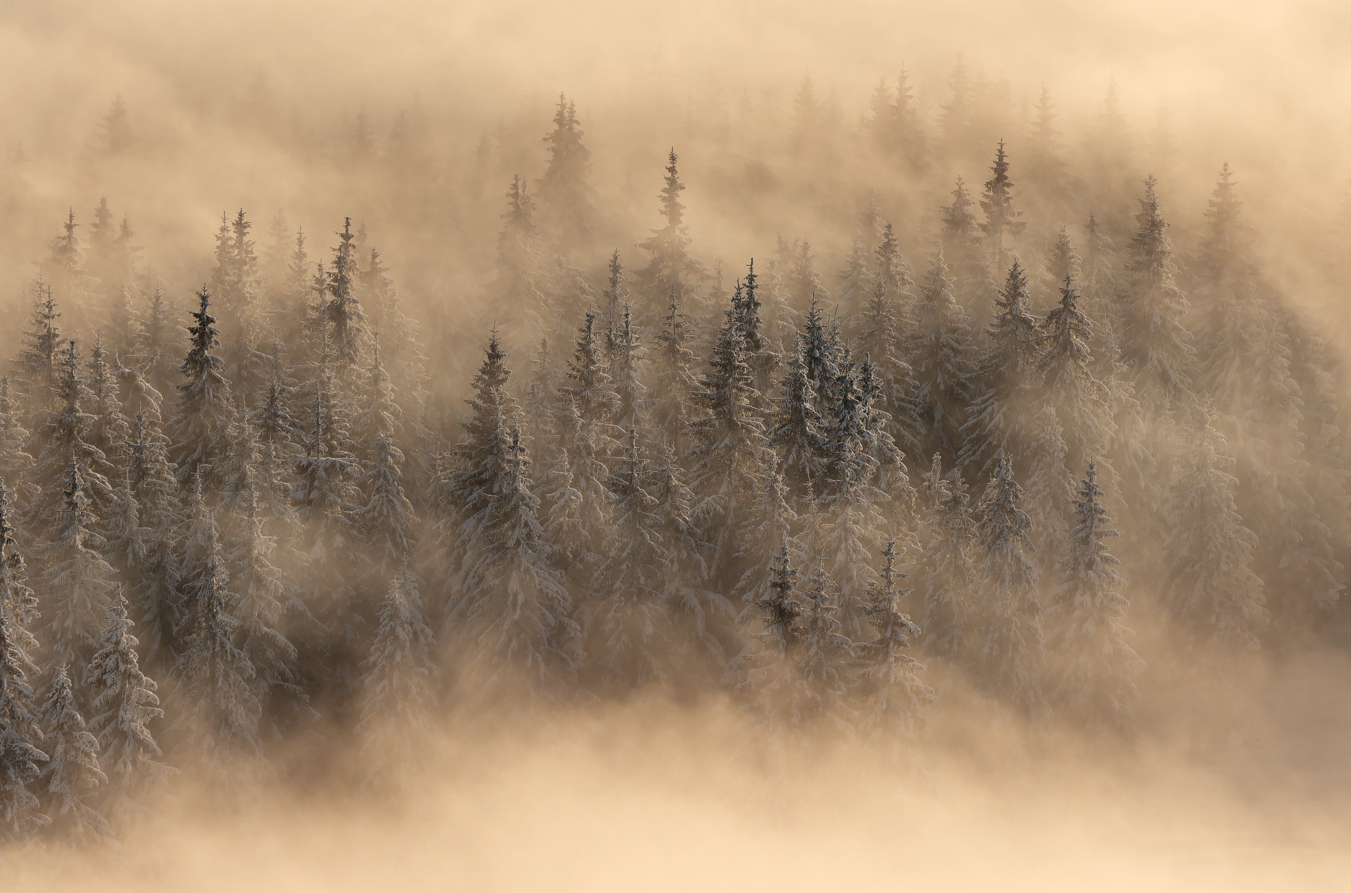 Mystic Forest...