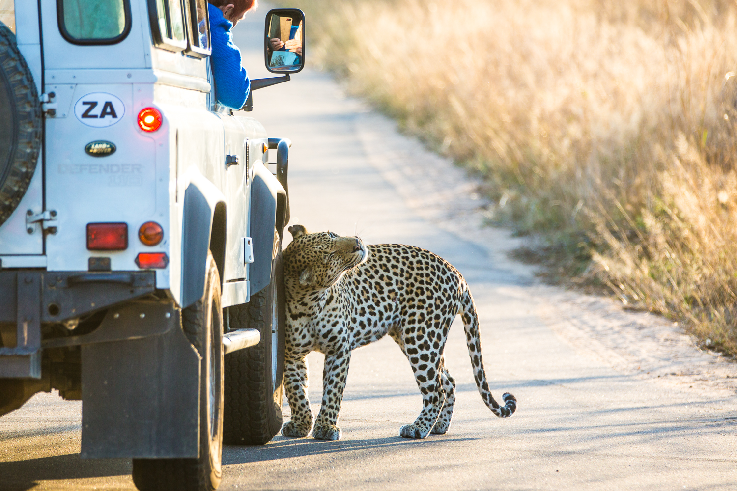 Leopardo nel Kruger...