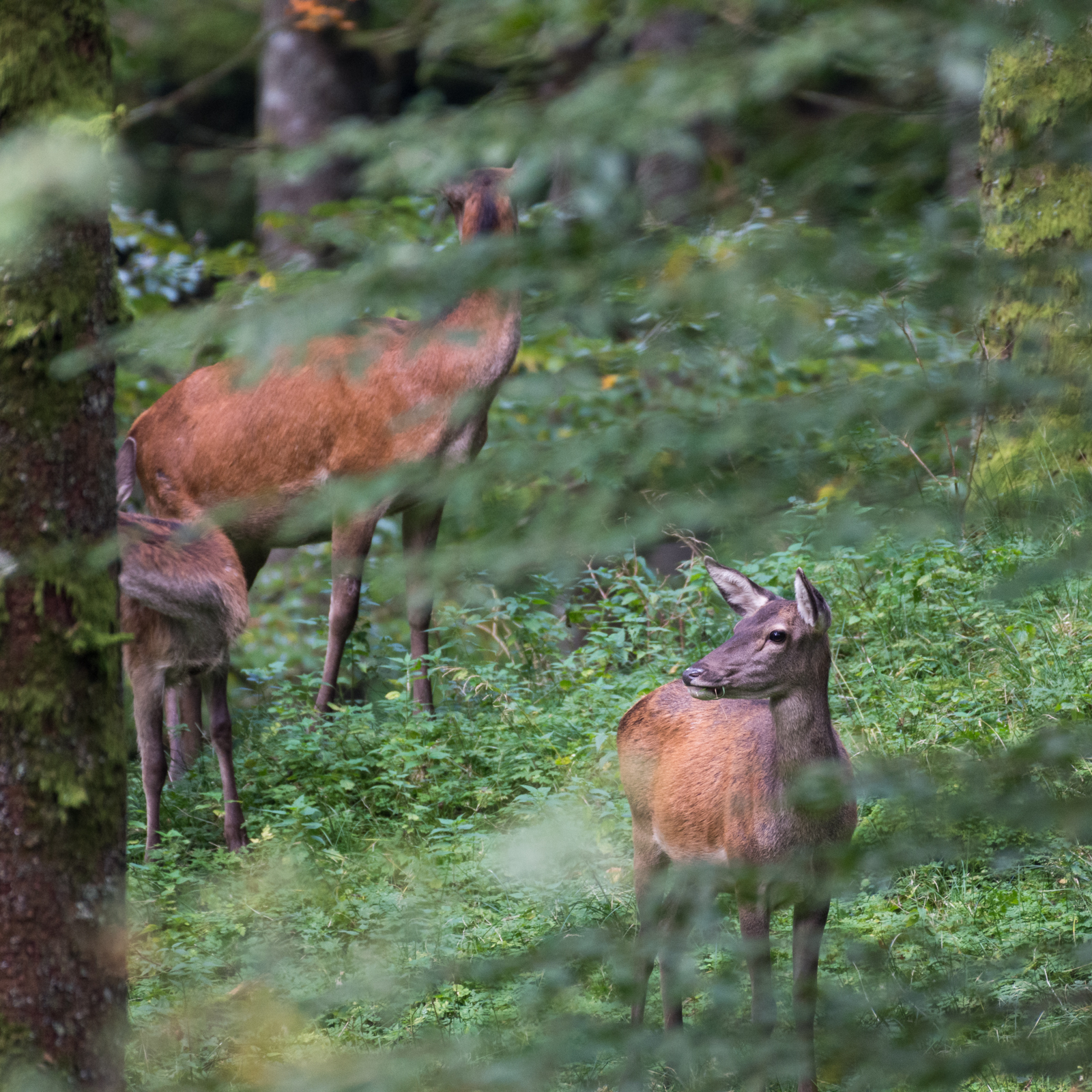 Cervi nel bosco...