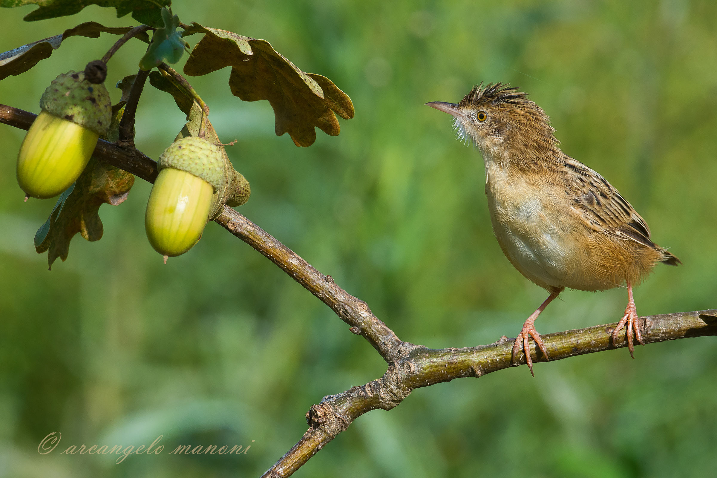 The spit and the acorns...