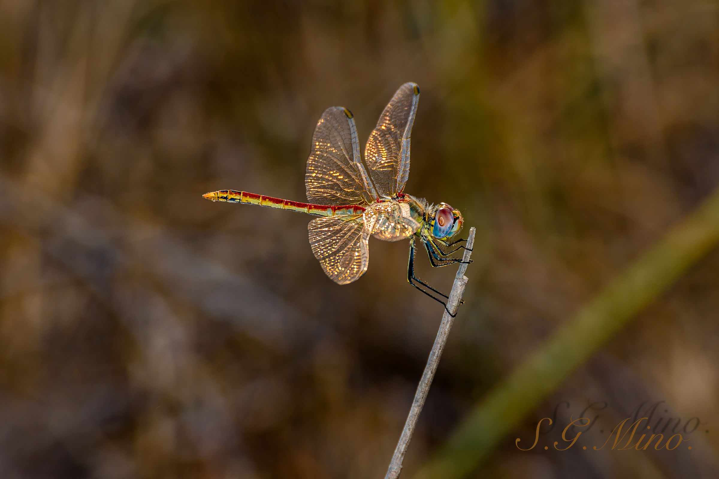 Dragonfly at sunset!...
