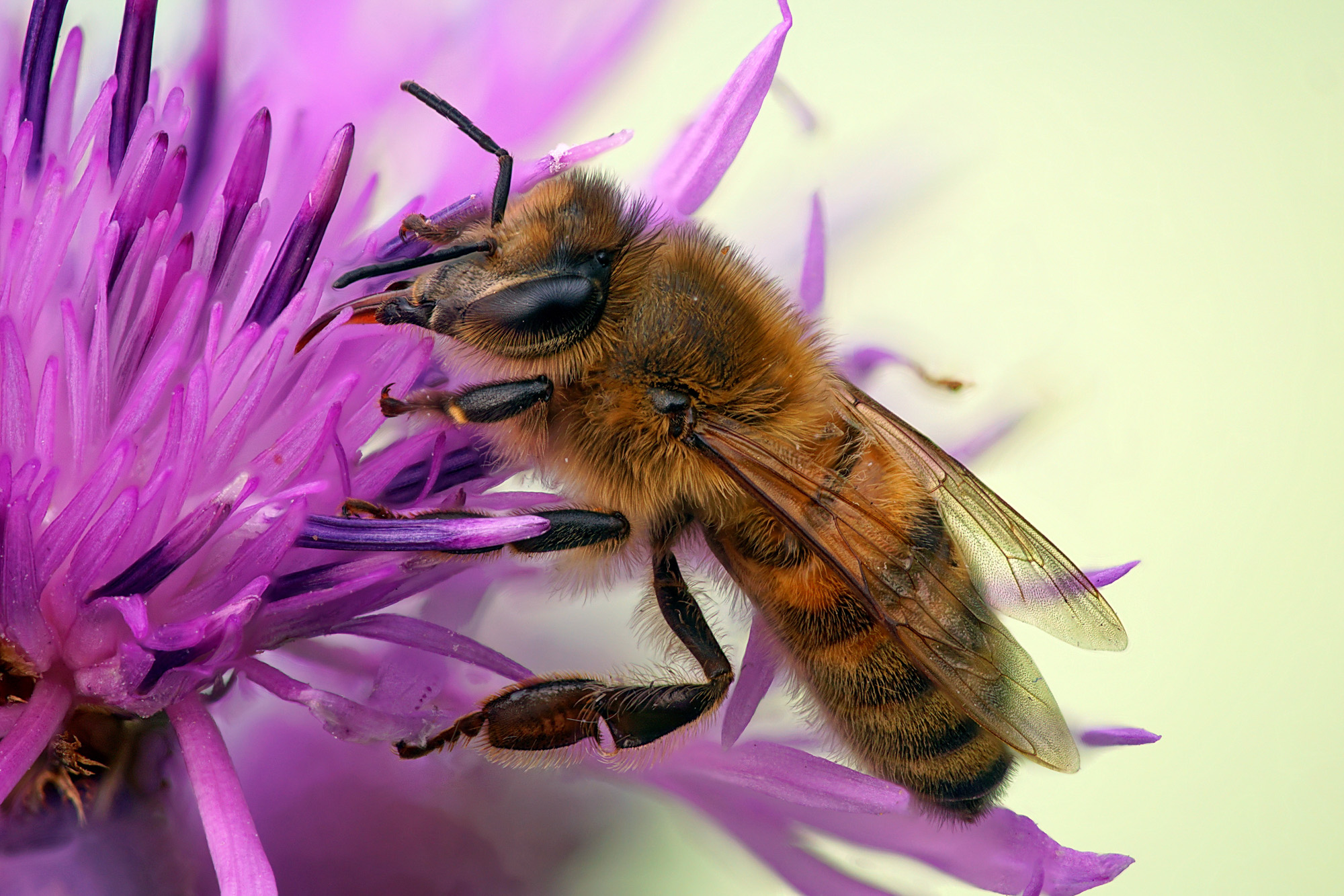Apis mellifera...