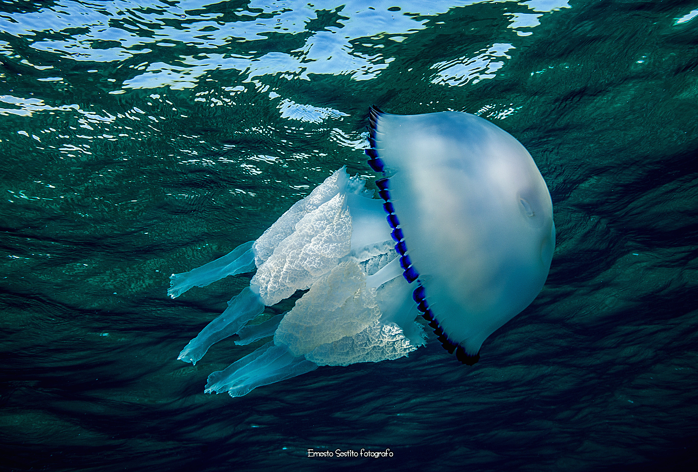 Sea lung...