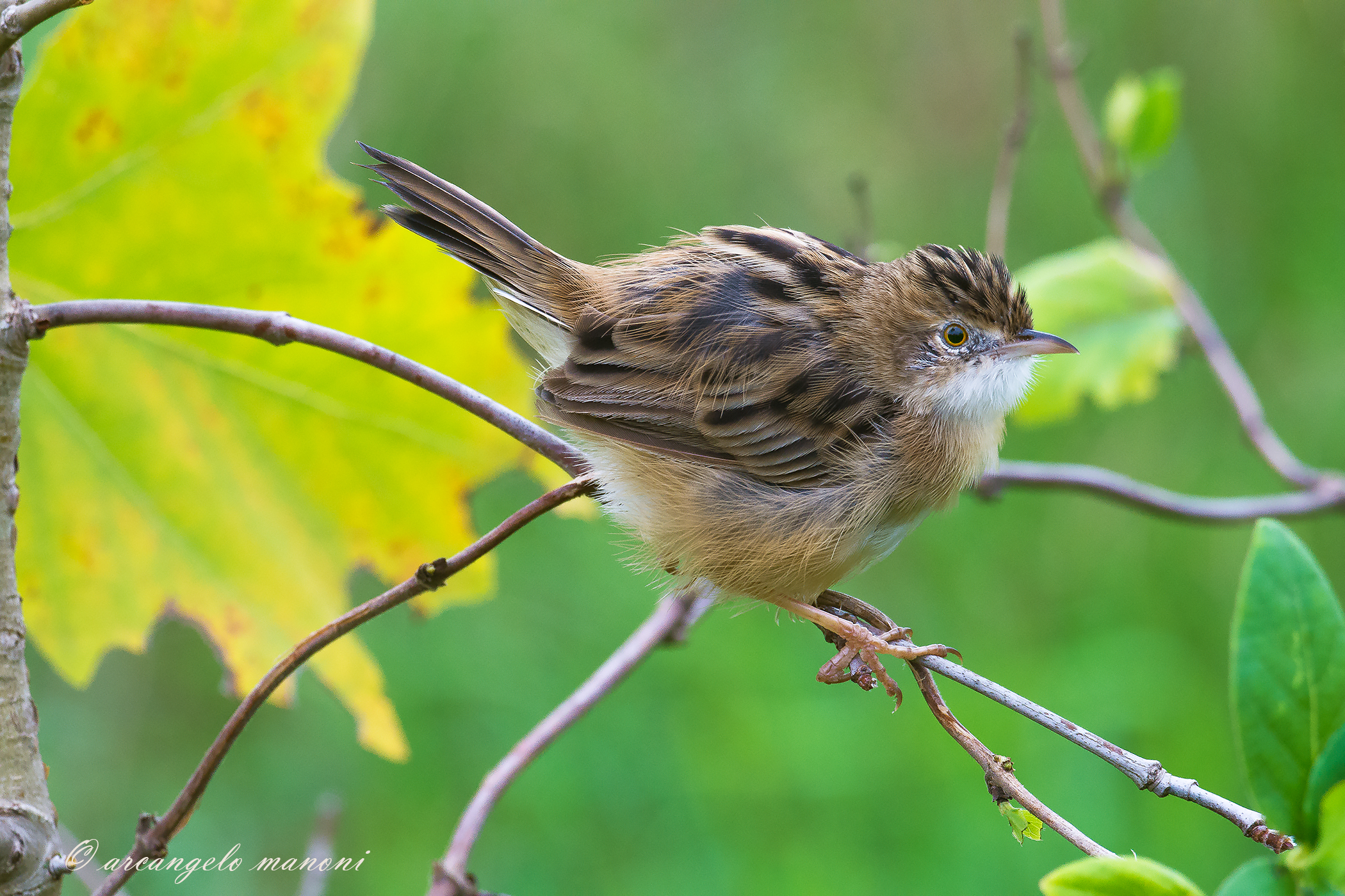 Twig of twigs...