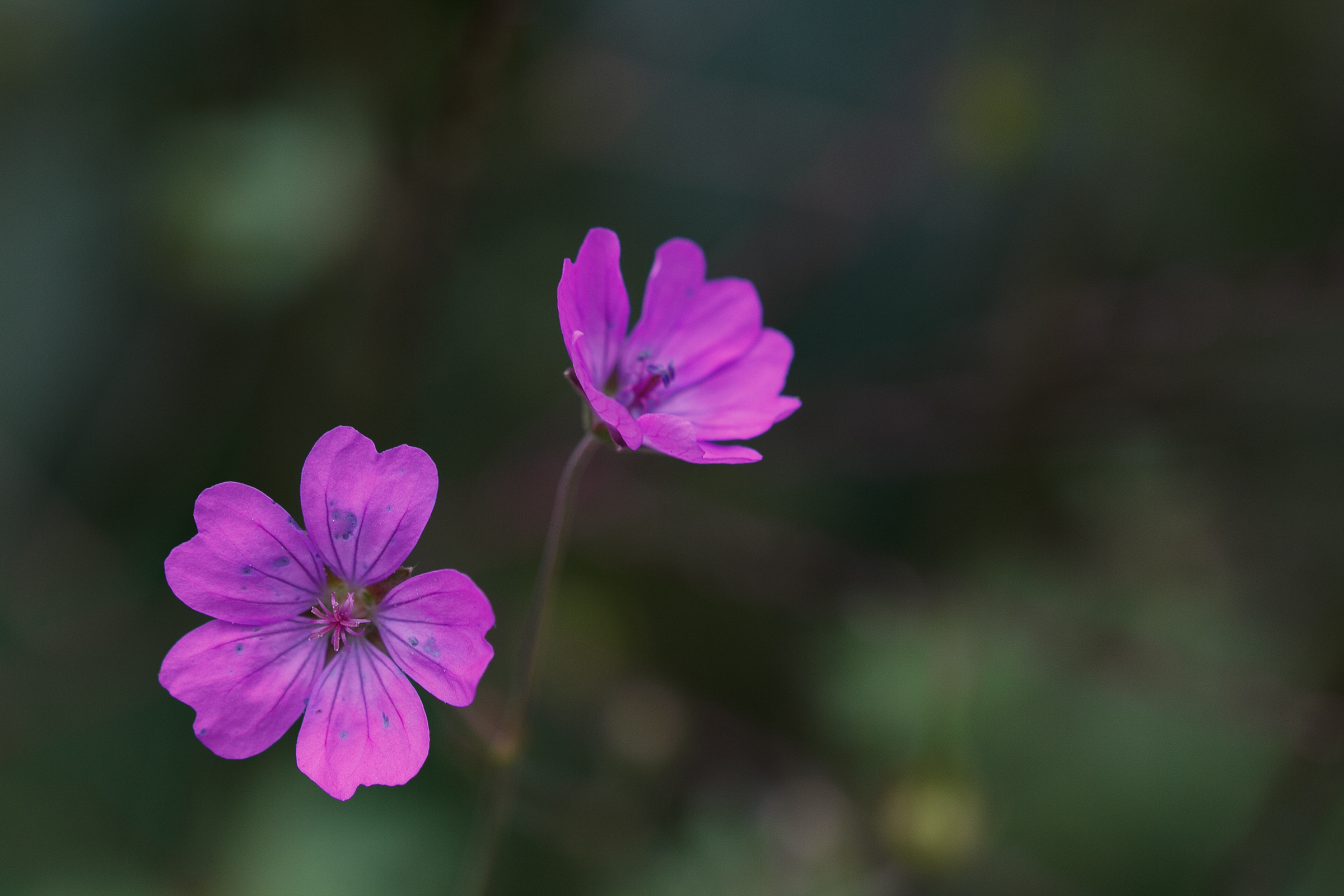 wildflowers...