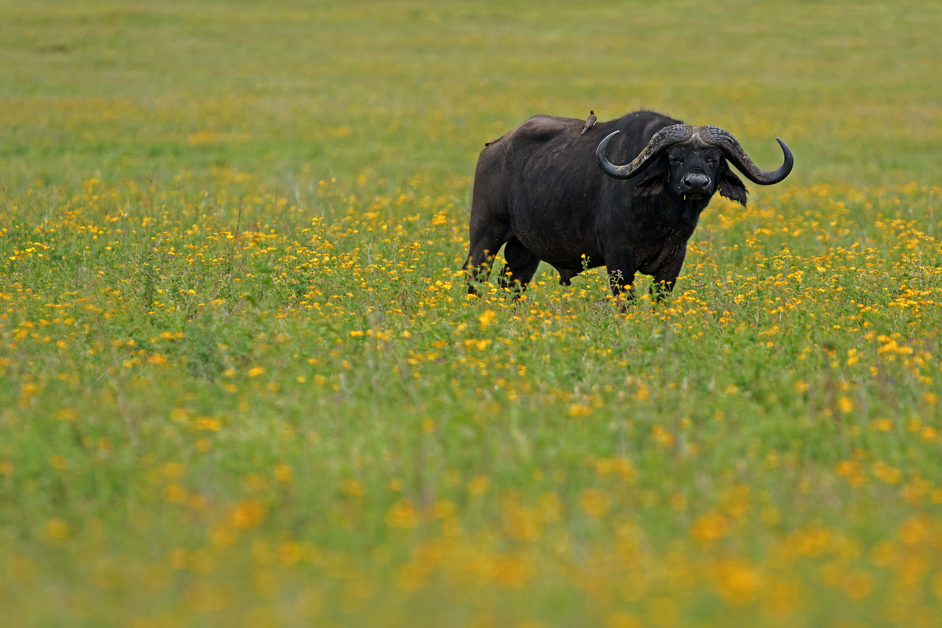 " Jamaican buffalo..."...