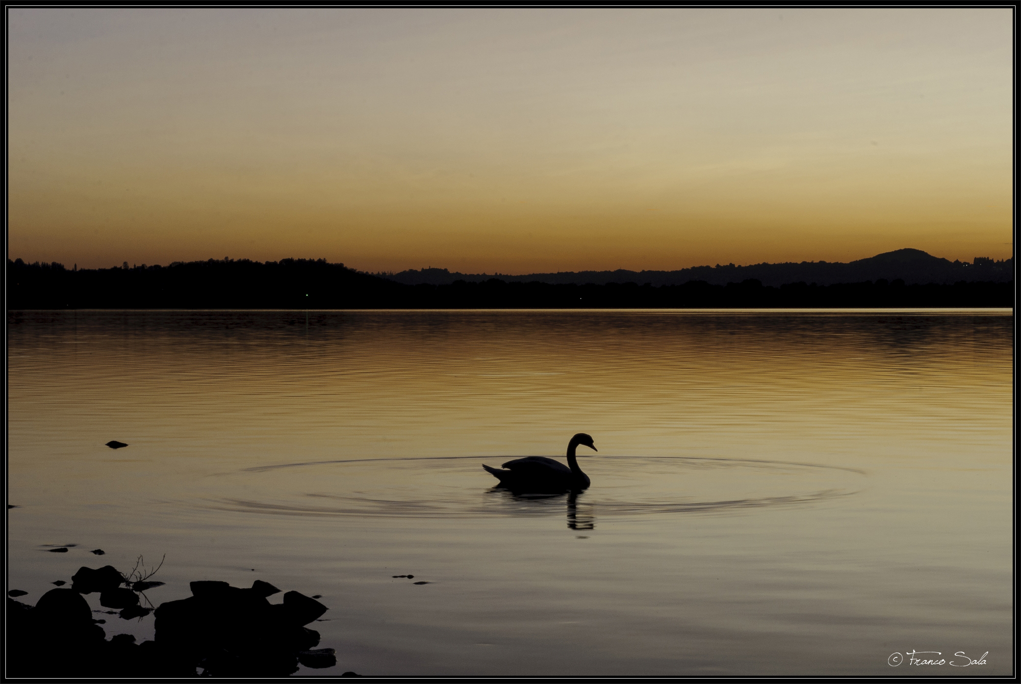 sunset swan...