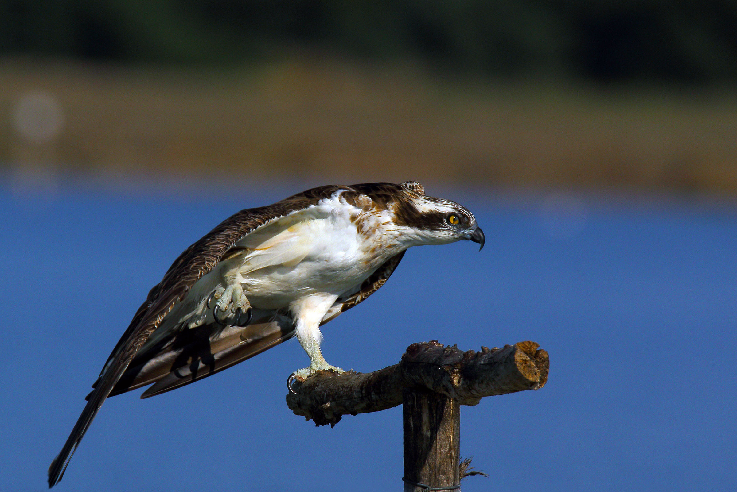 falco pescatore in  stretching...