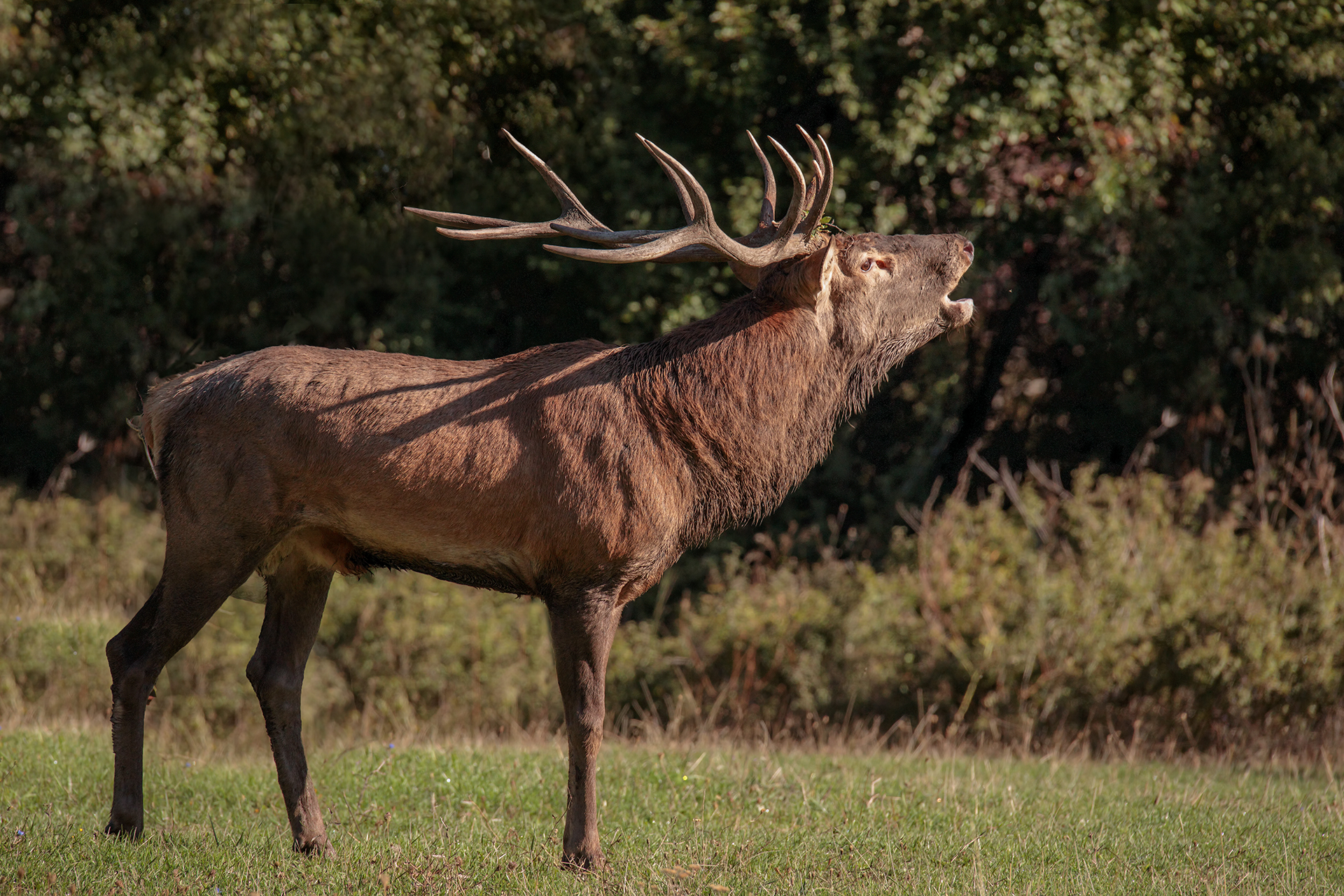Noble Deer...