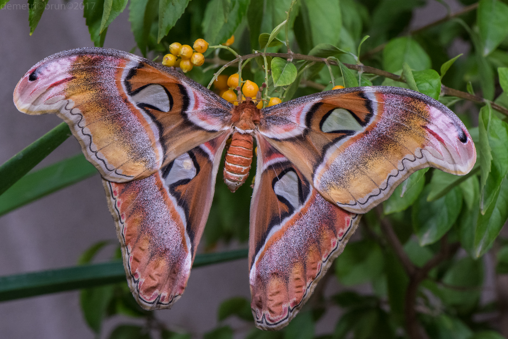 Butterfly cobra (attacus atlas)...