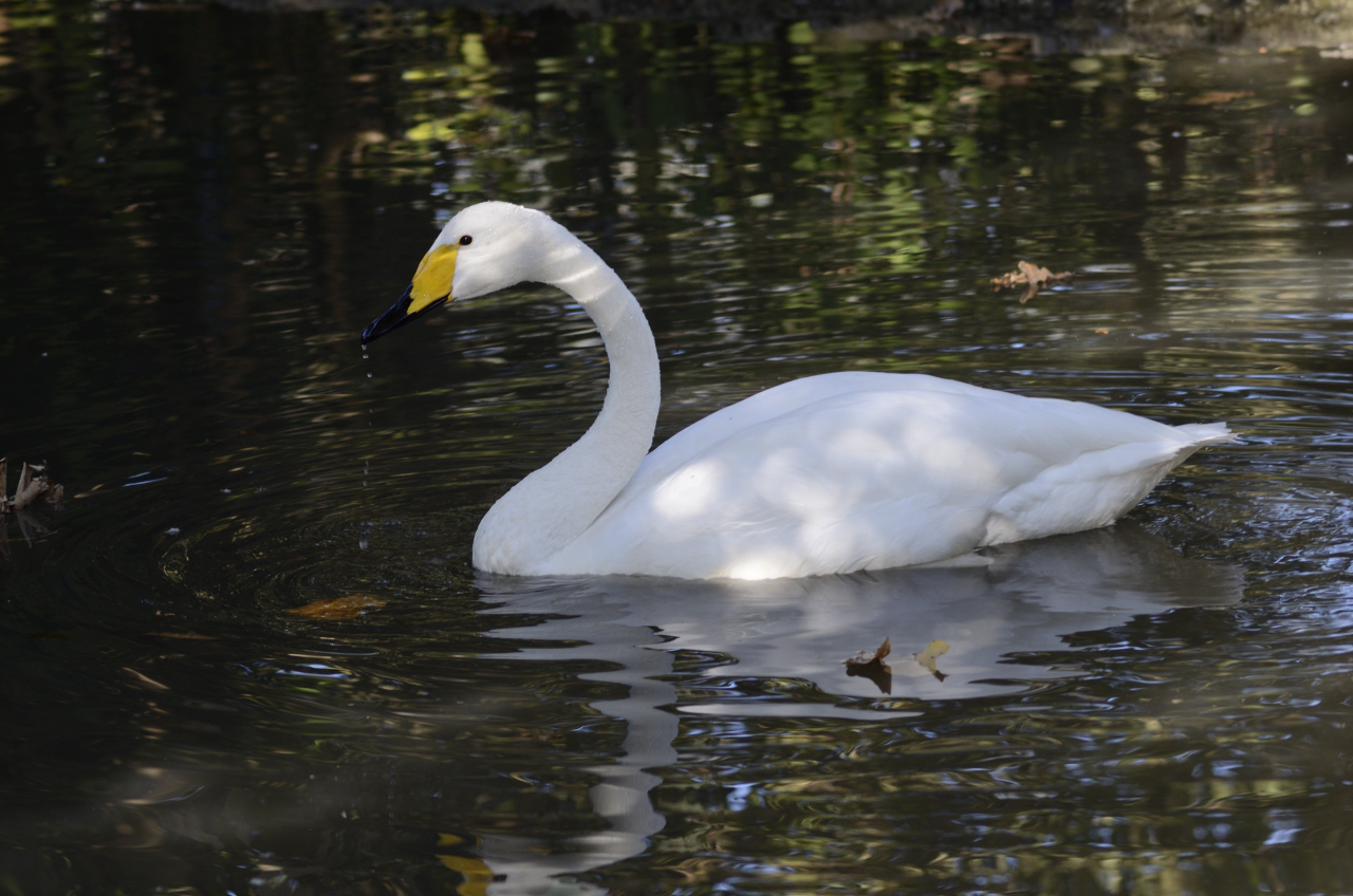 A beautiful swan ... Classic...