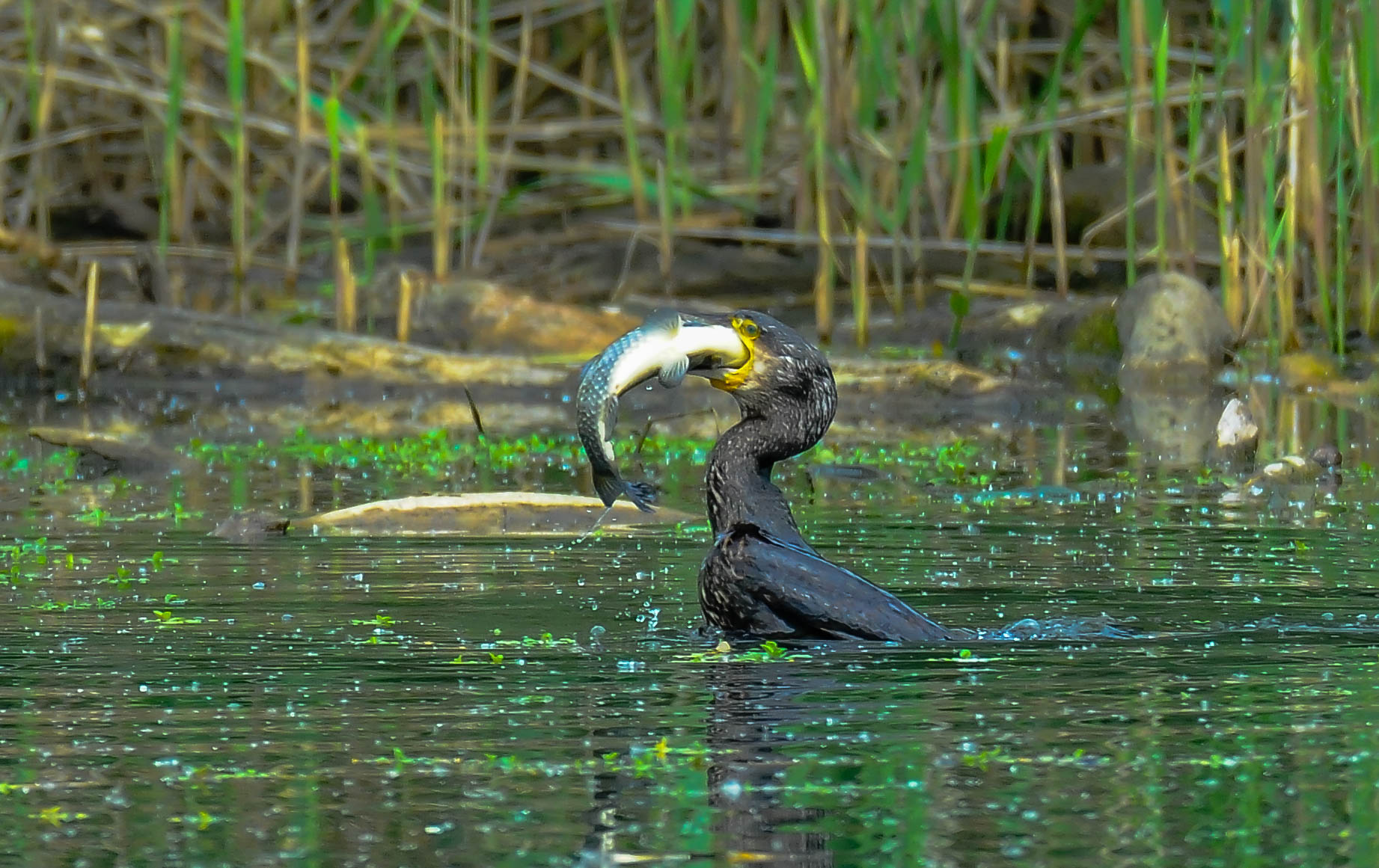 Cormorant with carp...