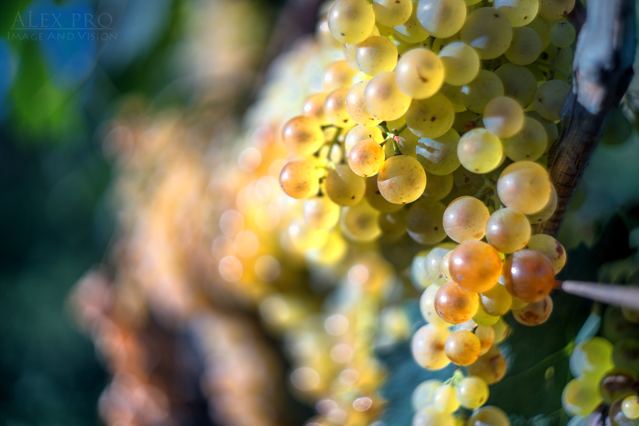 Golden grapes...