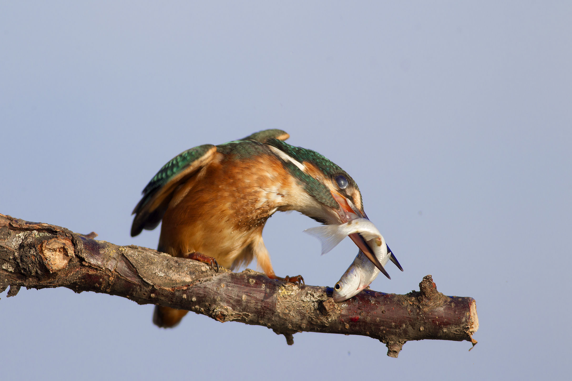 Martina with prey...